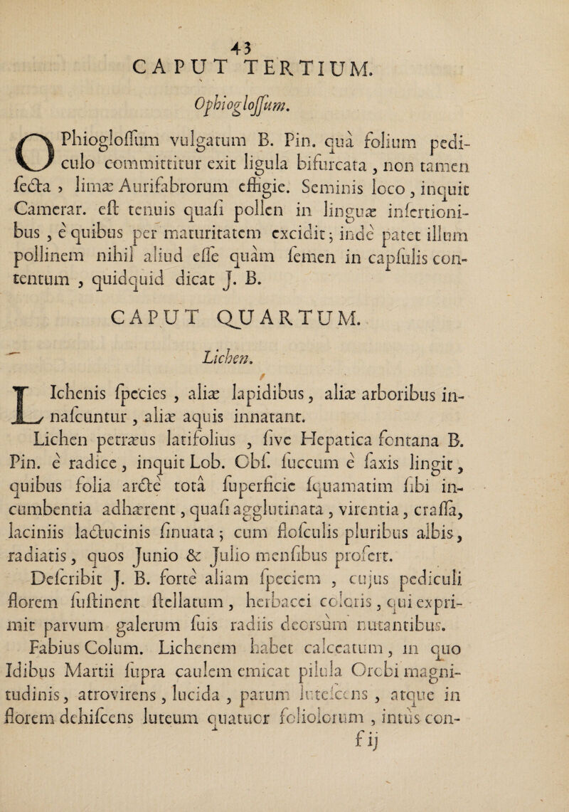 CAPUT TEP.TIUM. S N O^hioglojjum. OPhiogloflum vulgatum B. Pin, qua folium pedi¬ culo committitur exit ligula bifurcata , non tamen fed:a > limte Aurifabrorum effigie. Seminis loco , inquit Camerar. eft tenuis quali pollen in lingunx infertioni- bus , e quibus per maturitatem cxcicicj inde patet illum poilinem nihii aliud elTe quam femen in capluiis con¬ tentum , quidquid dicat J. B. CAPUT QUARTUM. ^ Lichen. f Lichenis Ipccies , ali^ lapidibus, alite arboribus in- nafeuntur , ali^ aquis innatant. Lichen petr^us latifolius , live Hepatica fontana B. Pin. e radice, inquit Lob. Cbl. luccum e faxis lingit, quibus folia ardte tota ffiperficic Iquamatim libi in¬ cumbentia adhterent, quah agglutinata , virentia, cralla, laciniis ladlucinis hnuata; cum flofculis pluribus albis, radiatis, quos Junio & Julio menfibus profert. Dclcribit J. B. forte aliam fpeciem , cujus pediculi florem lliflincnt ftellatum , herbacei coleris, ciui expri-_ mit parvum galerum fuis radiis deorsum nutantibus. Fabius Colum. Lichenem habet calceatum, in quo Idibus Martii fupra caulem emicat pilula Orcbi magni¬ tudinis, atrovirens, lucida , parum liiteiccns , arque in florem dchilcens luteum quatucr fclioloium , intus con-
