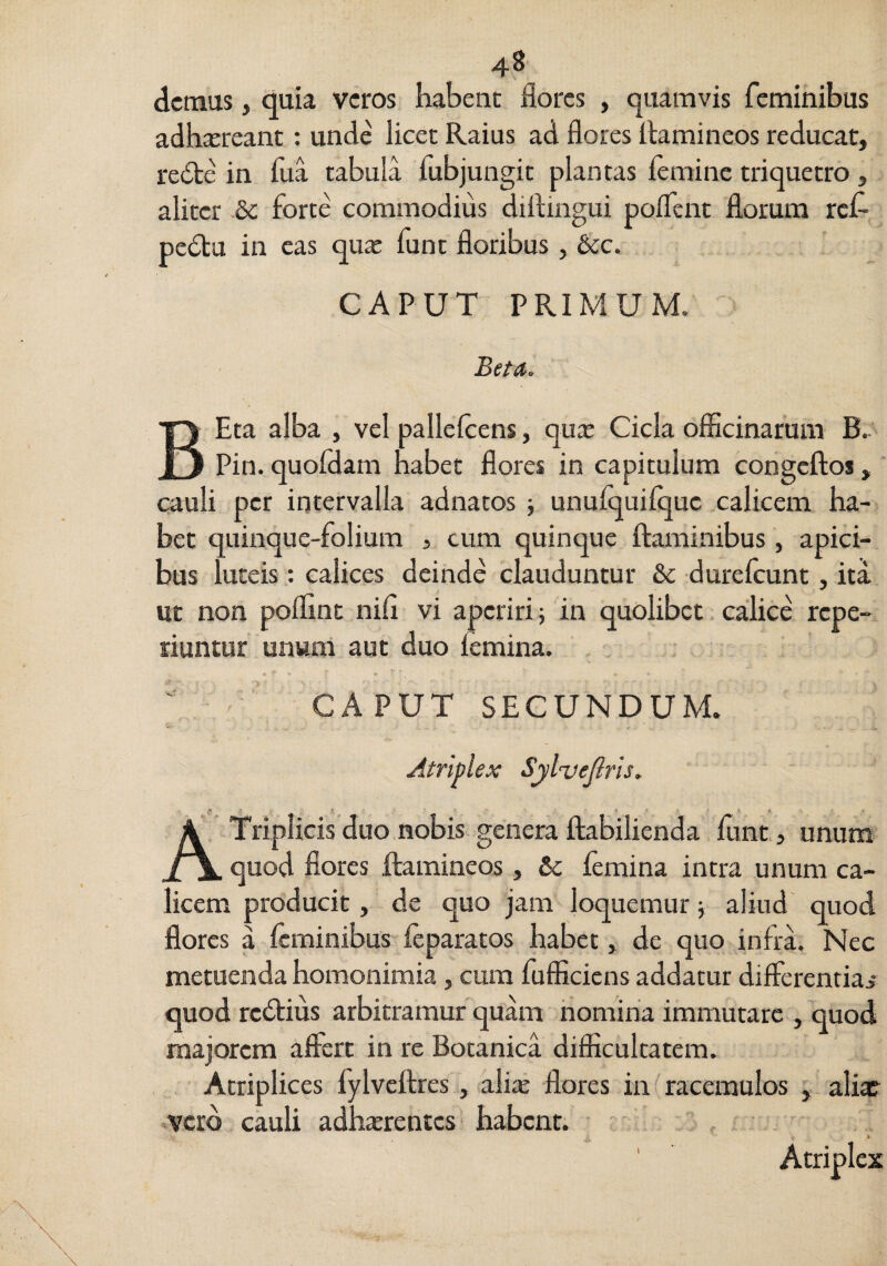 demus, quia veros habent flores , quamvis feminibus adhaereant; unde licet Raius ad flores flamineos reducat, re6te in fua tabula fubjungit plantas lemine triquetro, aliter & forte commodius diflingui polfent florum rct pedta in eas qua: funt floribus, &c. CAPUT PRIMUM. ■>' BEta alba , vel pallelcens, qua: Cicla ofiScinarum B. Pin. quoldam habet flores in capitulum congeftos, ‘ cauli per intervalla adnatos ■, unufquilquc calicem ha¬ bet quinque-folium , cum quinque flaminibus, apici¬ bus luteis: calices deinde clauduntur & dureflunt, ita ut non poflint nifl vi aperiri; in quolibet caUce repe- riuntuf unum aut duo femina. .  CAPUT SECUNDUM. Atriplex SjlveJlris, A Triplicis duo nobis genera flabilienda flint, unum _t\. quod flores ftamineos, lemina intra unum ca¬ licem producit, de quo jam loquemur; aliud quod flores a feminibus feparatos habet, de quo infra. Nec metuenda homonimia, cum fufflciens addatur differentiae quod redtius arbitramur quam nomina immutare , quod majorem aftert in re Botanica difficultatem. .' Atriplices fylvcflres, alix flores in racemulos , aliae verd cauli adha:rentcs habent. ■ ' ‘ Atriplex