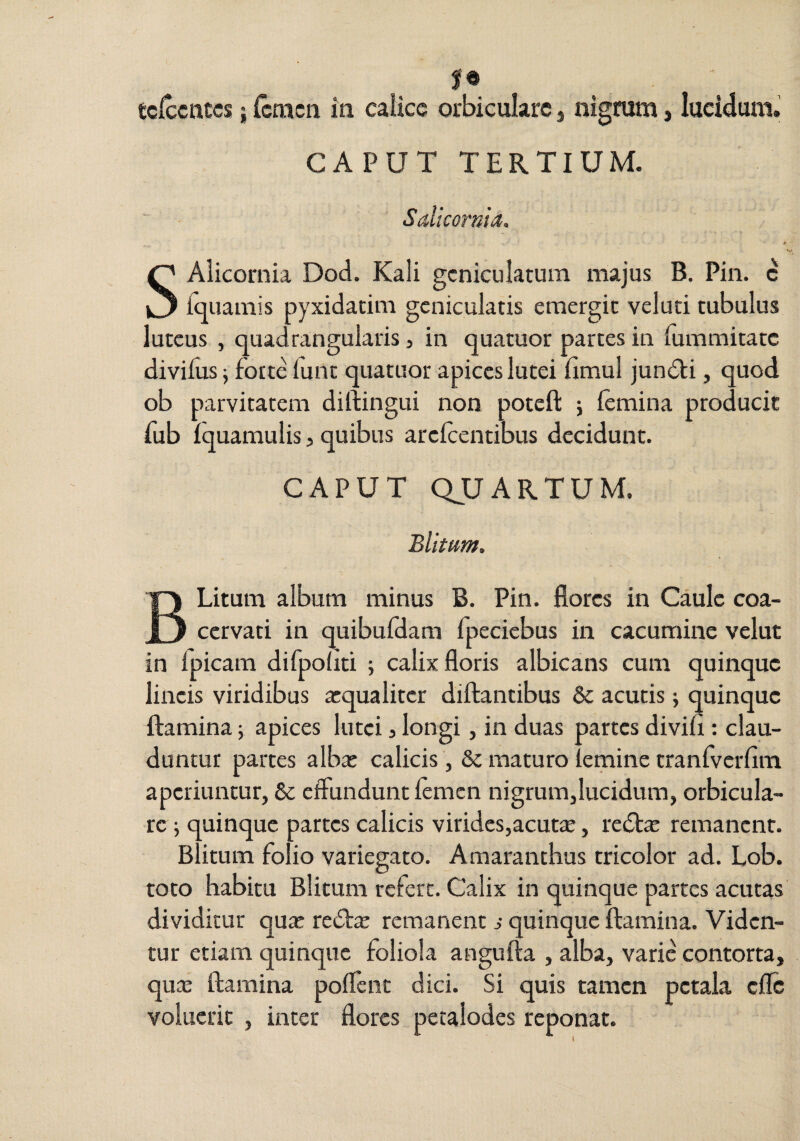 tciccnccs; (cmcn in caiicc orbiculare j nigram, lucidum. CAPUT TERTIUM. Salicomia. SAiicornia Dod. Kali geniculatum majus B. Pin. e fquamis pyxidatim geniculatis emergit veluti tubulus luteus , quadrangularis, in quatuor partes in fummitate divifus j forte lunt quatuor apices lutei iimul junsSti, quod ob parvitatem diftingui non poteft j femina producit fub fquamulis, quibus arefeentibus decidunt. CAPUT QJUARTUM. Blitum, B Litum album minus B. Pin. flores in Caule coa¬ cervati in quibufdam fpeciebus in cacumine velut in fpicam difpofiti ; calix floris albicans cum quinque lineis viridibus aequaliter diftantibus & acutis; quinque flamina; apices lutei 3 longi, in duas partes divifi: clau¬ duntur partes albae calicis, & maturo femine tranfverfim aperiuntur, & effundunt femen nigrum,lucidum, orbicula¬ re ; quinque partes calicis virides,acutae, recSt^ remanent. Blitum folio variegato. Amaranchus tricolor ad. Lob. toto habitu Blitum refert. Calix in quinque partes acutas dividitur quae red:^ remanent s quinque flamina. Viden¬ tur etiam quinque foliola angufla , alba, varie contorta, qute flamina poffent dici. Si quis tamen petala cflc voluerit , inter flores pctalodes reponat.