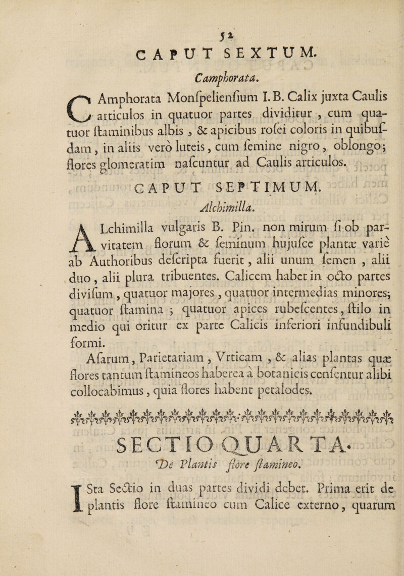 yz CAPUT SEXTUM. Camphorata. CAmphomta Monfpelicnfium I.B. Calix juxta Caulis • articulos in quatuor partes dividitur , cum qua- tuor flaminibus albis, & apicibus rofei coloris in quibuC- damjinaliis vero luteis, cum femine nigro, oblongo; flores glomcratim nafcuntur ad Caulis articulos. . 'CAPUT SEPTIMUM. ‘4 ' * AlchimilU. ALchimilla vulgaris B. Pin. non mirum fi ob par¬ vitatem florum & feminum hujufcc plantx varie ab Authoribus defcripta fuerit, alii unum femen , alii . duo , alii plura tribuentes. Calicem habet in odio partes divifum, quatuor majores, quatuor intermedias minores; quatuor flamina ; quatuor apices rubcfcentes, flilo in medio qui oritur cx parte Calicis inferiori infundibuli formi. Afarum, Parietariam , Vrticam , & alias plantas qux flores tantum flamineos haberea a botanicis ccnCentur alibi collocabimus, quia flores habent petalodes. .■ SECTIO QUARTA- “Df Flantis flore fll&mineo. I Sta Scdtio in duas parces dividi debet. Prima erit dc plantis flore ftamineo cum Calice externo, quarum
