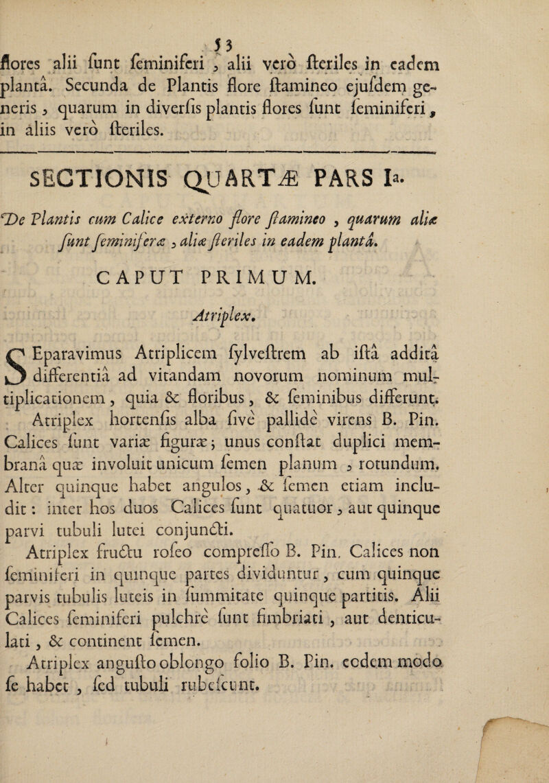 J3 flores alii funt feminiferi , alii vero fteriles in eadem plantL Secunda de Plantis flore ftamineo ejufdern ge¬ neris , quarum in diverfis plantis flores funt feminiferi, in aliis vero fteriles. SECTIONIS QUARTiE PARS Ia. plantis cum Calice externo flore flamineo , quarum alia funt feminifera j alia fleriles in eadem fantd. CAPUT PRIMUM. Atriflex, SEparaviraus A triplicem fylveflrem ab ifta addita differentia ad vitandam novorum nominum mub tiplicationem , quia 6c floribus, & feminibus differunt;; Atriplex liortenfis alba five pallide virens B. Pin. Calices funt vari^ figura; unus conflat duplici mem¬ brana qux involuit unicum femen planum 3 rotundum. Alter quinque habet angulos, & femen etiam inclu¬ dit : inter hos duos Calices funt quatuor 3 aut quinque parvi tubuli lutei conjundti. Atriplex frudtu rofeo compreflo B. Pin. Calices non feminiferi in quinque partes dividuntur, cum quinque parvis tubulis luteis in fummitate quinque partitis. Alii Calices feminiferi pulchre funt fimbriati , aut denticu¬ lati 3 & continent femen. Atriplex angufto oblongo folio B. Pin. eodem modo fe habet , fed tubuli rubcicunt.