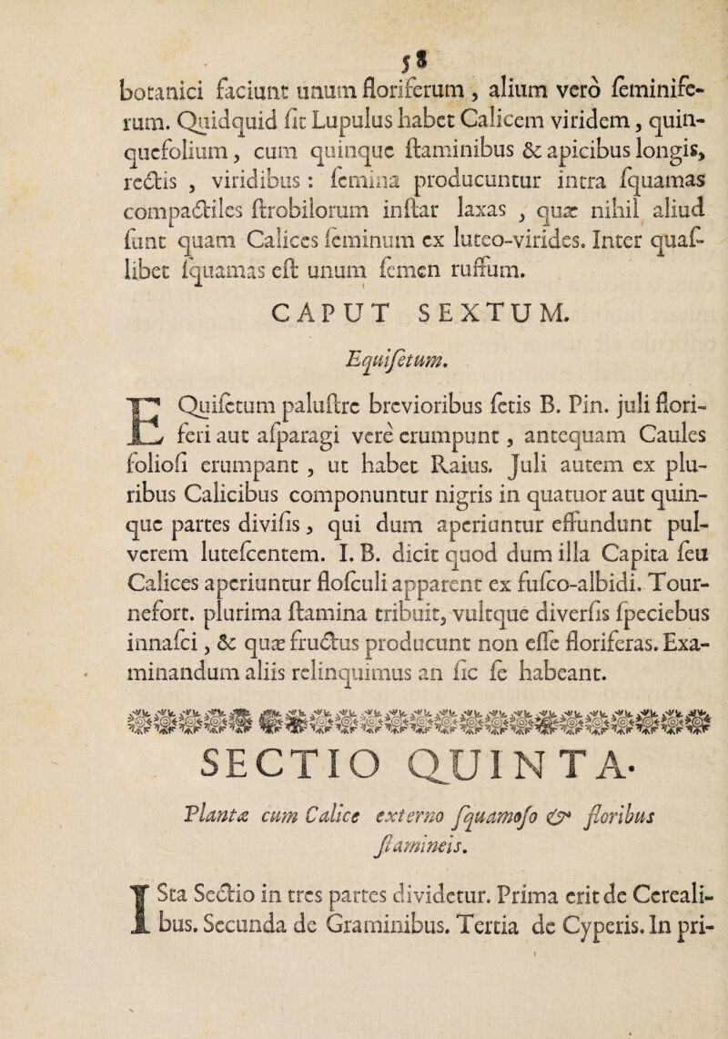 5* . botanici faciunt unum floriferum , alium vero feminifc- rum. Quidquid fit Lupulus habet Calicem viridem, quin¬ quefolium , cum quinque flaminibus & apicibus longis, redfcis , viridibus : femina producuntur intra fquamas compadflles ftrobiiorum inftar laxas / qux nihil aliud fant quam Calices icminura ex luteo-virides. Inter quaf- libet fquamas eft unum femen ruffum. CAPUT SEXTUM. Eqiilfetum. EQuifetum paluflrc brevioribus fetis B. Pin. juli flori¬ feri aut afparagi vere erumpunt, antequam Caules foliofi erumpant, ut habet Raius, Juli autem ex plu¬ ribus Calicibus componuntur nigris in qtiamor aut quin¬ que parces divifis, qui dum aperiantur effundunt pul¬ verem lutefccntem. I. B, dicit quod dum illa Capita feu Calices aperiuntur flofculi apparent ex fufco-albidi. Tour- nefort. plurima flamina tribuit, vultque diverfis fpeciebus innafei, Sc cpx frudlus producunt non effe floriferas. Exa¬ minandum aliis relinquimus an fic fe habeant. SECTIO QUINTA- TlmtiS cum Calice externo fquamojo 0“ floribus flaminns. ISta Setflio in tres partes dividetur. Prima erit de Cereali¬ bus. Secunda de Graminibus. Tertia de Cyperis. In pri-