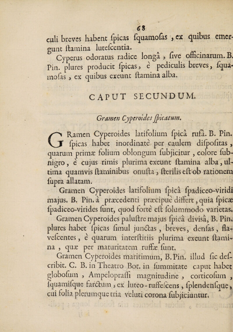 cmcr- C9 culi breves habent Tpicas fquamofas , cx quibus gunt ftamina luteicentia. ^ Cyperus odoratus radice longa j five officinarum. B, Pin. plures producit fpicasj e pediculis breves, fqua- aioias, ex quibus exeunt ftamina alba. CAPUT SECUNDUM. Grcimen Cjperoides J^icatum. GRamcn Cyperoides latifolium fpica rufa. B. Pin. fpicas habet inordinate per caulem difpofitas, quarum prim* folium oblongum fubjicitur , colore fub- nigro, e cujus rimis plurima exeunt ftamina alba, ul¬ tima quamvis ftaminibus onufta, fteriliseft ob rationem fupra allatam. Gramen Cyperoides latifolium fpica fpadiceo-viridi majus. B. Pin. a procedenti procipue differt, quia fpico fpadiceo-virides funt, quod forte eft folummodo varietas, Gramen Cyperoides paluftre majus fpica divisa, B. Pin, plures habet fpicas fimul jundlas,-breves, denfas, fla- vefcentes, e quarum interftitiis plurima exeunt ftami¬ na , quo per maturitatem ruffo funt. Gramen Cyperoides maritimum, B. Pin. illud fic def- cribit. C. B. in Theatro Bot. in fummitate caput habet globofum 5 Ampeloprafli magnitudine , corticofum , fquamifque far£lum , ex luteo-ruffefeens, fplcndenfque, cui folia plerumque tria veluti corona-fubjiciuntur.