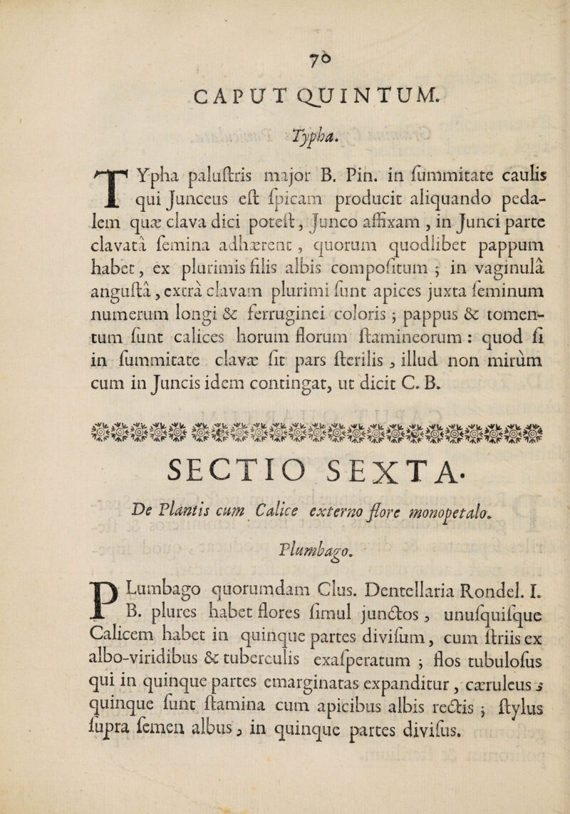 76 CAPUT QUINTUM. Typha. TYpha pakiftris major B. Pin. in fummitate caulis qui Junceus eft fjaicam producit aliquando peda¬ lem qua: clava dici poreit, Junco alExam , in Junci parte clavata lemina aiharent, quorum quodlibet pappum ■ habet, ex plurimis filis albis compofitum 5 in vaginula angufta, extra clavam plurimi fiunt apices juxta fieminum numerum longi & ferruginei coloris; pappus & tomen¬ tum lunt calices horum florum ftamineorum : quod fit in fummitate clavae fit pars fterilis, illud non mirum cum in Juncis idem contingat, ut'dicit C. B. SECTIO SEXTA- De Flantis cam Calice externo flore monopetalo, Flumbago, P Lumbago quorumdam Cius. Dentellaria Rondel. I. B. plures habet flores fimul jundtos, unulquilque Calicem habet in quinque partes divifium, cum ftriis ex albo-viridibus & tuberculis exafiperatum j flos tubulofius qui in quinque partes cmarginatas expanditur ,'CiErulcus s quinque fiunt ftamina cum apicibus albis redis j ftylus fiipra femen, albus, in quinque partes divifiis.
