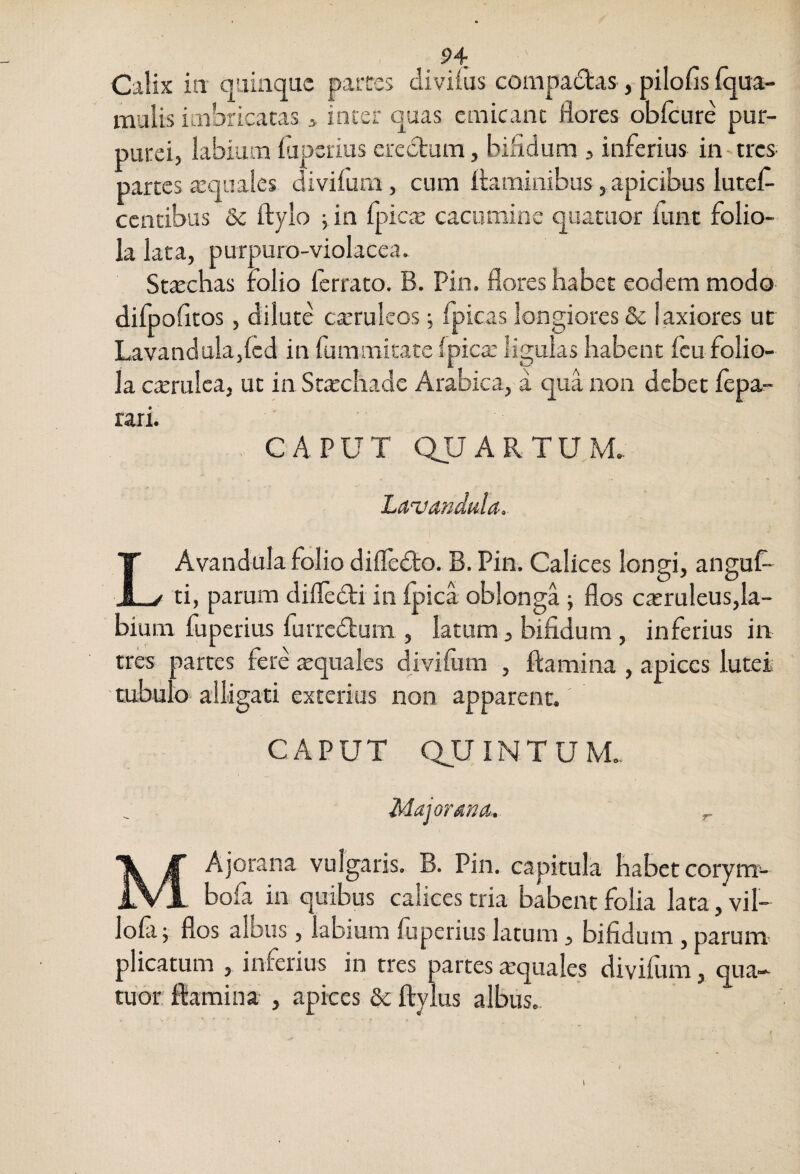 94^ Calix ia qainquc paitcs tliviius compactas, pilofisiqua- mulis iaabricatas j inier quas emicant flores obicure pur¬ purei, labium fapsrius eredlum, bifidum , inferius in tres partes a:quales divifurn , cum flaminibus, apicibus lutef- ccntibus & flylo ^ in fpicte cacumine quatuor funt folio¬ la lata, purpuro-violacea. Sttechas folio ferrato. B. Pin. flores habet eodem modo dilpofitos, dilute cteruleos; fpicas longiores & laxiores ut Lavandala,{cd in fummicate Ipica: ligulas habent flu folio¬ la cterulca, ut in Stxchade Arabica, a qua non debet flpa- rari. CAPUT QUARTUM Liivandula. LAvanduIa folio difledlo. B. Pin. Calices longi, anguU ti, parum difledli in Ipica oblonga ; flos casruleus,la- bium fuperius furredlum , latum, bifidum , inferius in tres partes fere tequales divifiim , flamina , apices lutei 'tubulo alligati exterius non apparent. CAPUT QJUINTUM., Maj orari a. ^ MAjorana vulgaris. B. Pin. capitula habet corym- bofa in quibus calices tria babent folia lata, vil- lofi 5 flos albus, labium luperius latum, bifidum , parum plicatum , inferius in tres partes tequales divifiim, qua- tuor flamina , apices & flylus albus. t