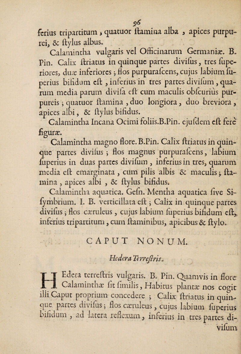 ferius tripaiticum, quatuor ftamina alba , apices purpu¬ rei, & ftylus albus. Caiamititha vulgaris vel Officinarum Germania:. B. Pin. Calix ftriams in quinque partes divifus, tres ffipe- riores, dux inferiores j flos purpuraffiens, cujus labium ffi- perius bifidum eft , inferius in tres partes divilum, qua¬ rum media parum divifa eft cum maculis oblcurius pur¬ pureis i quatuor ftamina , duo longiora, duo breviora, apices albi, & ftylus bifidus. Calamintha Incana Ocimi foIiis.B.Pin. ejufdem eft fere figurae. Calamintba magno flore. B.Pin. Calix ftriatus in quin¬ que partes divilus ; flos magnus purpuralccns, labium fiiperius in duas partes divilum , inferius in tres, quarum media eft eraarginata , cum pilis albis & maculis j. fta¬ mina 5 apices albi , & ftylus bifidus; Calamintha aquatica. Gefn. Mentha aquatica five Si- fymbrium. I. B. verticillata eft ; Calix in epinque partes divilus; flos cxruleus, cujus labium luperius bifidum cft„ inferius tripartitum, eum ftaminibus, apicibus & ftylo. CAPUT NONUM. Hedera Terrejlris.. HEdera terteftris vulgaris. B. Pin. Qiiamvis in flore Calaminthx lit fimilis, Habitus plantx nos come illi Caput proprium concedere ; Calix ftriatus in quiffi^ que ^partes divifus; flos caeruleus, cujus labium fuperius bifiaum , ad latera reflexum, inferius in tres partes di- ‘ vilum