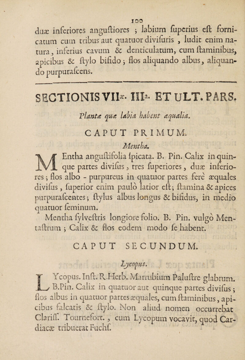 IDO dua: inferiores aiiguftiorcs ; labium fuperius eft forni¬ catum cum tribus aut quatuor divifuris , ludie enim na¬ tura , inferius cavum & denticulatum, cum ftaminibus, apicibus & ftylo bifido j flos aliquando albus, aliquan¬ do purpuralccns. SECTIONIS Vm- IIT- ETULT.PARS, Plantte qu,^ Idhia habent aqualia, CAPUT PRIMUM. Mentha. Entha anguflifolia ipicata. B. Pin. Calix in quin¬ que partes divifiis, tres fuperiores, dux inferio¬ res ; flos albo - purpureus in quatuor partes fere aequales divifus, fuperior enim paulo latior eft; ftamina & apices purpurafccntcs; ftylus albus longus & bifidus, in medio quatuor ieminum. Mentha fylveftris longiore folio. B. Pin. vulgo Men- taftrum ; Calix & flos eodem modo fe habent. . CAPUT SECUNDUM. LYcopus. Inii. R.Herb. Marrubium Paluftre glabrum. B.Pin. Calix in quatuor aut quinque partes divifus; flos aibus in quatuor partes xquales, cum flaminibus, api¬ cibus falcatis St ftylo. Non aliud nomen occurrebat Clarifl'. Tournefort., cum Lycopum vocavit, quod Car¬ diae® tribuerat Fuchf. - . '