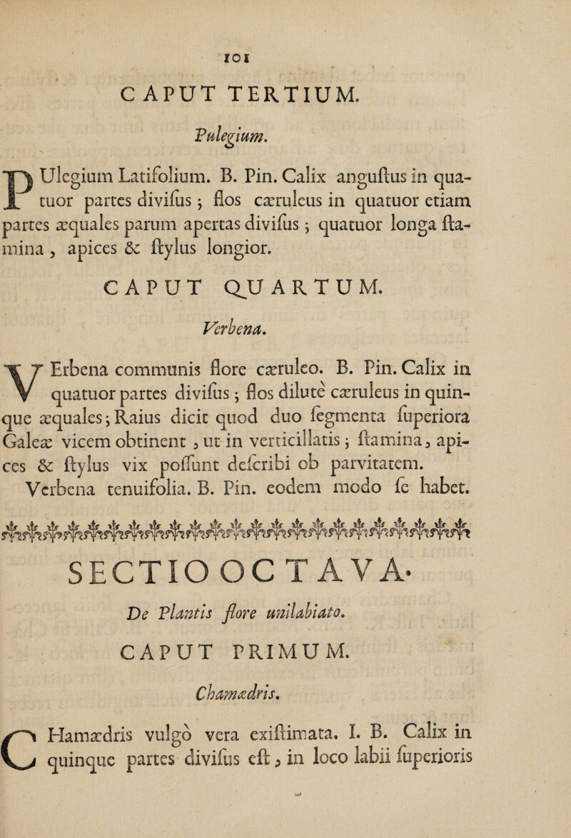 lOl C APUT TERTIUM. Pulegium. Pulegium Latifolium. B. Pin. Calix anguftus in qua- tuor partes divilus j flos c^ruleus in quatuor etiam partes aquales parum apertas divifus j quatuor longa fla¬ mina , apices S>c flylus longior. CAPUT Q^U ARTUM. Verhena. VErbena communis flore csruleo. B. Pin. Calix ia quatuor partes divifus; flos dilute cteruleus in quin¬ que a;quales j Raius dicit quod duo fegmenta fuperiora Galea: vicem obtinent jUt in verticillatis j flamina, api¬ ces & flylus vix poffunt defcribi ob parvitatem. Verbena tenuifolia. B. Pin. eodem modo fe habet. SECTIO OC TAVA- De plautis flore unilabiato. CAPUT PRIMUM. Chamadris. CHamatdris vulgo vera exiftimata. I. B. Calix in quinque partes divifus cfl ? in loco labii fuperioris