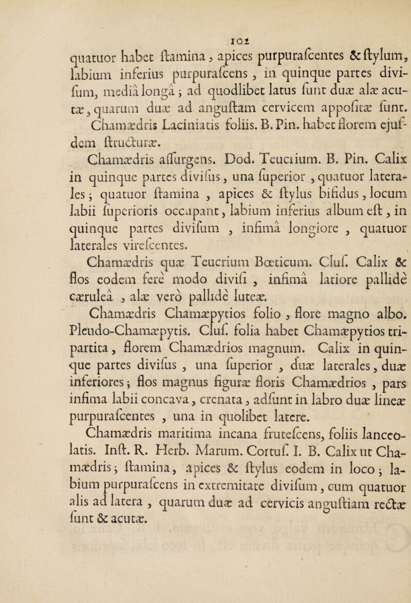 qnatuor habec ftaininai apices purpuraicentes Scrtylum, iabiuin inferius purpurafcens, ia quinque partes divi- fum, media longa ; ad quodlibec latus funt duae alae acu- tiE 5 quarum duae ad anguftam cervicem appolitae funt, Ciiamardris Laciniatis foliis. B. Pin, habec florem ejuf- dem ftruclur;r. Chamardris alfurgens. Dod. Teuciiurn. B. Pin. Calix in quinque partes divilus, una fuperior , quatuor latera¬ les ; quatuor flamina , apices & ftyius Bifidus, locum labii luperioris occupant, labium inferius albumeft, in quinque parces divifum , infima longiore , quatuor laterales virelcentes. Chamaedris quae Teucrium Boecicum. Cluf. Calix & flos eodem fere modo divifi , infima latiore pallide c^rulea , alae vero pallide lutete. Cham^dris Chamaepytios folio , flore magno albo. Plcudo-Chamtepytis. Cluf folia habet Chamspytios tri¬ partita , florem Chamcedrios magnum. Calix in quin¬ que partes divifus , una fuperior , duae laterales, duas inferiores ■, flos magnus figurte floris Cham^drios , pars infima labii concava, crenata, adfiint in labro dux linea: purpurafeentes , una in quolibet latere. Chamardris maritima incana frutelccns, foliis lancco- latis. Inft. R. Herb. Marum. Cortuf I. B. Calix ut Cha- madrisi flamina, apices &; ftyius eodem in loco; la¬ bium purpurafcens in extremitate divifum, cum quatuor alis ad latera , quarum duas ad cervicis anguftiara reda funt dc acuta.