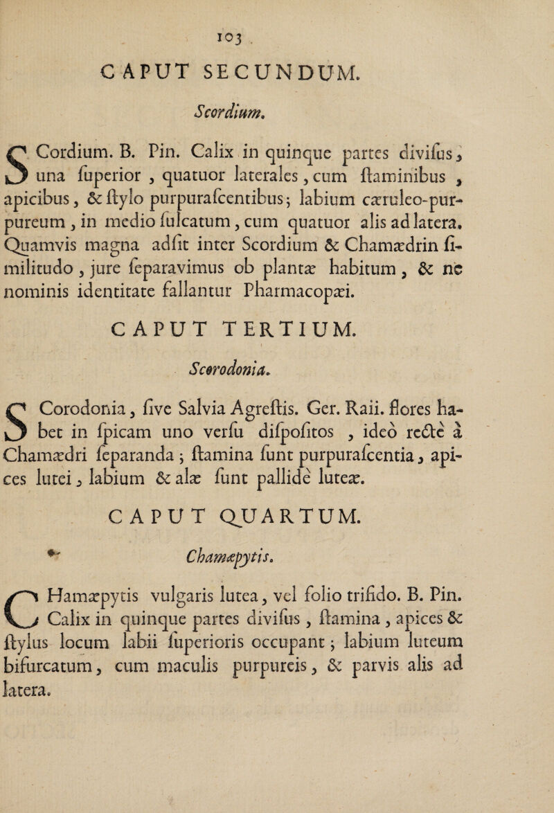 C APUT SECUNDUM. Scor dium. S Gordium. B. Pin. Calix in quinque partes divifus, una fuperior , quatuor laterales, cum flaminibus , apicibus, &flylo purpurafcentibus; labium cteruleo-pur- pureum, in medio fulcatum, cum quatuor alis ad latera. Quamvis magna adfit inter Scordium Chamtedrin fi- militudo , jure feparavimus ob planta? habitum , & nc nominis identitate fallantur Pharmacopaei. CAPUT TERTIUM. I Scorodonia. SCorodonia, five Salvia Agreftis. Ger. Raii. flores ha¬ bet in fpicam uno verfu difpofitos , ideo rc£lc a Cham^dri fcparanda j flamina funt purpurafcentia j api¬ ces lutei, labium & ala? funt pallide lutea?. CAPUT Q,UARTUM. Chamtcpytis, i CHam^pytis vulgaris lutea, vel folio trifido. B. Pin. Calix in quinque partes divifus, flamina , apices & flyius locum labii fuperioris occupant; labium luteum bifurcatum, cum maculis purpureis, & parvis alis ad latera.