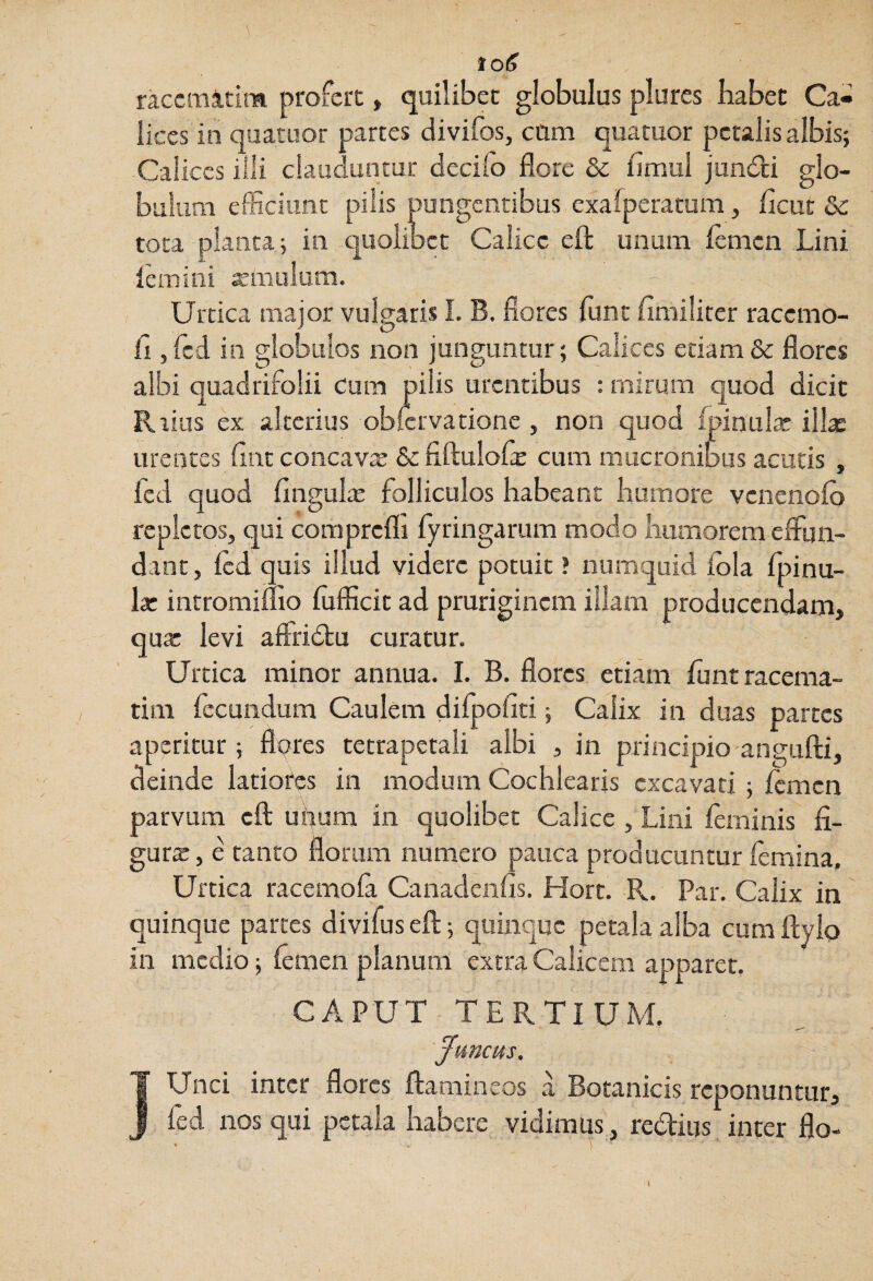 raccmitim profert, quilibet globulus plures babet Ca¬ lices in quatuor partes divifos, cum quatuor petalis albis; Calices illi clauduntur decifo flore &; flmui jundfci glo¬ batum efSciunc pilis pungcRtibus exalperatum, flcut &c tota planta; in quolibet Calice eft unum lemen Lini lemini xmulura. Urtica major vulgaris I. B. flores funt flmiliter raccmo- fl jfcd in globulos non junguntur; Calices edam& flores albi quadrifolii cum pilis urentibus : mirum quod dicit Rrias ex alterius oblervatione , non quod fpinulcT illae urentes flncconcavx &fiftulofe cum mucronibus acutis , fed quod fingulae folliculos habeant humore venenoio repletos, qui comprcfli fyringariim modo humorem effun¬ dant, fed quis illud videre potuit ? numquid iola fpinu- la: intromiflio fliflicit ad pruriginem illam producendam, qua: levi affridlu curatur. Urtica minor annua. I. B. flores etiam flintracema- tim fecundum Caulem difpofiti; Calix in duas partes aperitur; flqres tetrapetali albi , in principio angufti, deinde latiotcs in modum Cochlearis excavari ; Icmcn parvum cfl: upum in quolibet Calice , Lini leminis fi- gurx, e tanto floram numero pauca producuntur lemina. Urtica racemola Canadenfis. Hort. R. Par. Calix in quinque partes divifus eft; quinque petala alba cum ftyio in medio; femen planum extra Calicem apparet. CAPUT TERTIUM. Juncus. ^ Unci inter flores ftamineos a Botanicis reponuntur, J fed nos qui petala habere vidimus, redius inter flo-