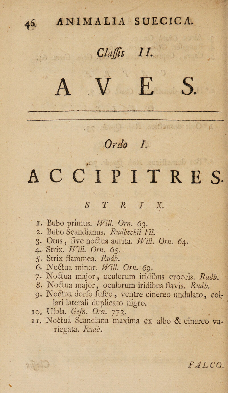 ClaJJis 1I. Ordo I. ACCIPITRES. S T R I X. 1. Bubo primus. Will. Orn. 63. 2. Bubo Scandianus. Rudbeckii FiL 3. Otus, flve noblua aurita. JVill Orn. 64. 4. Strix. JVill. Orn. 65. 5. Strix flammea. Rudb. 6. Noblua minor. JVill. Orn. 69. 7. Noblua major, oculorum iridibus croceis. Rudb. 8. Noblua major, oculorum iridibus flavis. Rudb. 9. Noblua dorfo fufco, ventre cinereo undulato, col¬ lari laterali duplicato nigro. 10. Ulula. Gefn. Orn. 773. 11. Noblua Scandiana maxima ex albo & cinereo va¬ riegata. Rudb. \ FALCO.