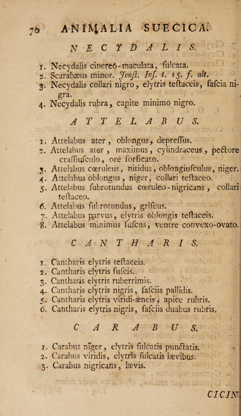 necydalis. j. Necydalis cinere6- maCulata, fulcata. 2. Scarabaeus minor. Jon.fi. Inf. t. 3. Necydalis collari nigro, elytris teftaceis, fafcia ni¬ gra. 4. Necydalis rubra, capite minimo nigro. A T T E L A B U S. 1. Attelabus ater , oblongus, depreffus. 2. Attelabus ater , maximus, cylindraceus, pedlore craftiufculo, ore forfieato. 3. Attelabus coeruleus, nitidus, oblqngiufculus, niger. 4. Attelabus oblongus, niger, collari teftaceo. 5. Attelabus fubrotundus coeruleo - nigricans, collari teftaceo. 6. Attelabus fubrotundus, grifeus. 7. Attelabus pgrvus, elytris oblongis teftaceis. 8. Attelabus minimus fufeus, ventre convexo-ovato* CANTHARIS\ 1. Cantharis elytris teftaceis. 2. Cantharis elytris fufeis. 3. Cantharis elytris ruberrimis. 4. Cantharis elytris nigris, fafeiis pallidis. 5. Cantharis elytris viridi-seneis, apice rubris. 6. Cantharis elytris nigris, fafeiis duabus rubris, CARABUS. 1. Carabus niger, elytris filicatis punftatis. 2. Carabus viridis, elytris fulcatis laevibus. 3. Carabus nigricans, laevis. CICINI