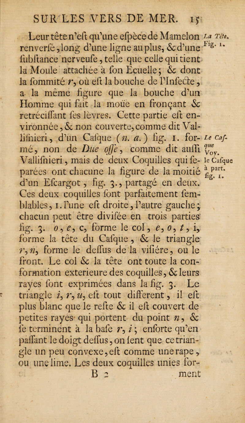 Leur tête n’eft qu’une efpèce de Mamelon La T#e* renverfé,long d’une ligne au plus, & d’une I lg* u fubltance nerveufe, telle que celle qui tient la Moule attachée à Ton Ecuelle ; & dont la fommité r, où eft la bouche de l’Infeéte , a la même figure que la bouche d’un Homme qui fait la moue en fronçant & retréciflant fes lèvres. Cette partie eft en¬ vironnée, & non couverte, comme dit Val- liihieri, d’un Cafque (n. a. ) fig. I. for- Le caf. mé, non de Bue ojj'e, comme dit aulfi ^ Vallifnieri, mais de deux Coquilles quife- le Cafque parées ont chacune la figure de la moitié d’un Efcargot, fig. 3., partagé en deux. Ces deux coquilles font parfaitement fem- blables, 1. l’une eft droite, l’autre gauche ; N chacun peut être divifée en trois parties fig. 3. 0, 0, c, forme le col, 0, 0, /, i, forme la tête du Cafque , & le triangle r, n, forme le deflus de la vifiére, ou le front. Le col & la tête ont toute la con¬ formation extérieure des coquilles, & leurs rayes font exprimées dans la fig. 3. Le triangle i, r, u, eft tout different, il eft plus blanc que le refte & il eft couvert de petites rayes qui portent du point n, & fe terminent à la bafe r, i ; enforte qu’en paflant le doigt deflus, on fent que ce trian¬ gle un peu convexe, eft comme une râpe, ou une lime. Les deux coquilles unies foiv B 2 ment
