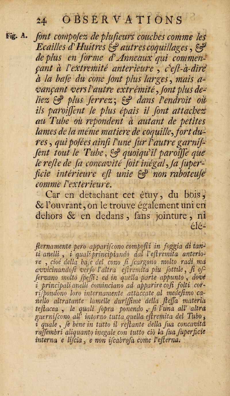 font compojez de plufeeufs couches comme les Ecailles dl Huîtres fcf autres coquillages, £3? déplus en forme d\Anneaux qui commen¬ çant à P extrémité anterieure 5 défi-à-dire à la bafe du cône font plus larges 5 mais a- tançant vers P autre extrémité ^ font plus dé¬ liez & plus ferrez ; £3? dans Vendroit oit ils paroijfent le plus épais il font attaches au Tube où repondent à autant de petites lames de la même matière de coquille^ fort du¬ res , qui pofées ainfi P une fur P autre garni f fent tout le Tube, £3? quoiqu'il paroîjfe que le refie de fa concavité fait inégal ^ fa fuper- ficie intérieure eft unie & non raboteüje comme P extérieure. Car en détachant cet étuy3 du bôis 5 & Pouvrant 3 on le trouve également uni en dehors & en dedans 5 fans jointure 5 ni fternamente pero apparifeono co?npoftî in foggia dî tan- ti anelli , i quali principiando dal lejîremita anterio- re , cioé délia bafe del cono fi- feargono molto radi ma irovicinandofi verfo Vultra ejtmnita piu Jbttüe, fi of- Jerrnno molto Jpeffi: ed in quella parte appunto , dové i principali anelli cominciano ad apparire cofi folti cor- rijpondono loro mternamente attaccate al medefimo ca- nello altratante lamelle duriffimë delta, fteffa materia tefiacea , le quali J'opra ponendo y fi l’una ail altrà guernifeono ail intorno tutta quella ejlremita del Tubo, i quale , Je bène in tutto il rëjîante délia fua concavitâ rafiembri aliq uanto inégalé con tutto cio la fua Juperficic interna e ÙJ'cia > e non ifeabrofa corne lejierna.