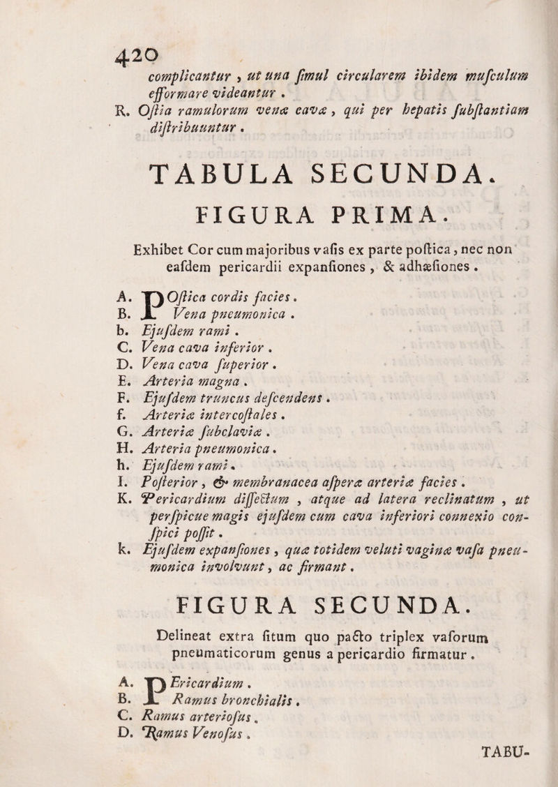 complicantur > ut una fimul circularem ibidem mufculum ejformare videantur . R, Ojlia ramulorum ven<s cavx, qui per hepatis fubflantiam diflribuuntur. TABULA SECUNDA. A. B. b. C. D. E. F. f. G. H. h. I. K. k. A. B. C. D. FIGURA PRIMA. Exhibet Cor cum majoribus vafis ex parte poftica, nec non eafdem pericardii expanfiones , & adhcefiones • POJlica cordis facies. Vena pneumonica . Ejufdem rami . Vena cava inferior . Vena cava fuperior. Arteria magna . Ejufdem truncus defcendens. Arteria intercojlales. Arteria fubclavitf , Arteria pneumonica. Ejufdem rami * Poflerior, membranacea afpera arteria facies . 'Pericardium dijfeBum , atque ad latera reclinatum , ut perfpicue magis ejufdem cum cava inferiori connexio con- Jpici pojfit. Ejufdem expanfiones, qua totidem veluti vagina vafa pneu¬ monica involvunt, ac firmant. FIGURA SECUNDA. Delineat extra fitum quo pa£lo triplex vaforiun pneumaticorum genus a pericardio firmatur. P Epicardium . Ramus bronchialis. Ramus arteriofus s T{amus Venofus.