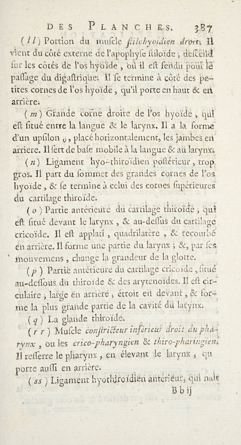 {il) Portion du mulcle jh le hyoïdien drxài%\ li vient du coté externe de l’apophyfe ftiloïde j deiteiM iur les côtés de l’os hyoïde 5 où il eft fèiidü pour le paflage du digaftriqueo II 'fe termine à côté des pe¬ tites cornes de ïos hyoïde , quil porte en haut & eti arrière* ' 1 • 1 ' f ’ • i s 5 ( m ) Grande corne droite de l'os hyoïde , qui eft fitué entre la langue & le larynx* Il a la forme d’un upfiioii ù, placé horizontalement, les jambes en arriéré. Il fert de bâte mobile à la langue & au Sarynxt (n) Ligament hyo-thiroïdien poftérieUr 5 trop gros. Il part du 10 mm et des grandes cornes de Fos hyoïde , & fe termine à celui des cornes fiipérieures du cartilage thiroïde. ( 0 ) Partie antérieure du cartilage thiroïdë j qui eft fitué devant le larynx , & au-deflus du cartilage cricoïde. Il eft applatî , quadrilatère , & recourbe en arrière. Il forme une partie du larynx ; &, par lès- inouvemens 5 change la grandeur de la glotte. ( p ) Partie antérieure du cartilage cricoïde 5 fitué au-defloùs dit thiroide & des aryténoïdes. Il eft eir- culaire l large en arriéré * étroit eii devant, 5c far- me la plus grande partie de la cavité du larynx; ( q ) La glande thiroïdë. ( r r ) Mufcle conjtrickur inférieur droit du pha¬ rynx , ou les crico-plaryngien & thiro-pharingieni Il reflerre le pharynx , en élevant le larynx , qu porte auffi en arrière. ( « ) Ligament hyoïhj.roïdiën antériéiny qui mik B b i]