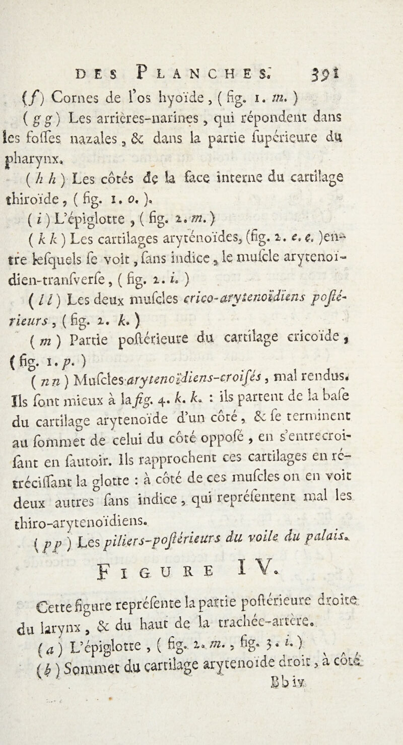 (f) Cornes de l’os hyoïde, ( fig. i . m. ) { g g) Les arrières-narines, qui répondent dans Ses foffes nazales , & dans la partie fupérieure du pharynx» ( h h ) Les côtés de la face interne du cartilage îhiroïde, ( fig. i. o, ), ( i ) L’épiglotte , ( fig. z.m.) (kk) Les cartilages aryténoïdes, (fig, i.e.e, )en- tre kfquels fe volt, fans indice , le mulcie aryrenoï- dien-tranfverfe, ( fig. 1. i. ) (U) Les deux mufcles crico-arytenoU'ùns pojlé- rieurs, ( fig. t. k. ) ( m ) Partie poftérieure du cartilage ericoïde , (fig. i.p.) (nn) hiüCcles arytenCidiens-croifés, mal rendus. Ils font mieux à la fig. 4. k. h : ils partent de la baie du cartilage aryténoïde dun cote, le terminent au (b mm et de celui du cote oppole , en sentre>.roi~ iant en lautoir. Ils rapprochent ceo cartilages en ré¬ tréci lîant la glotte : à côté de ces mufcles on en voit deux autres fans indice, qui reprélentent mal les thiro-arytenoïdiens. I pp ) Les piliers-poftérieurs du voile du palais, Figure IV. Cette figure repréfente la partie pofterieure droite du larynx°3 $c du haut de la trachée-artère. ( a j L’épiglotte , ( 6g» a. m., fig. 3 • *• ) ^ ; (b) Sommet du cartilage arytenoide droit, a cota,  ' , B b iv