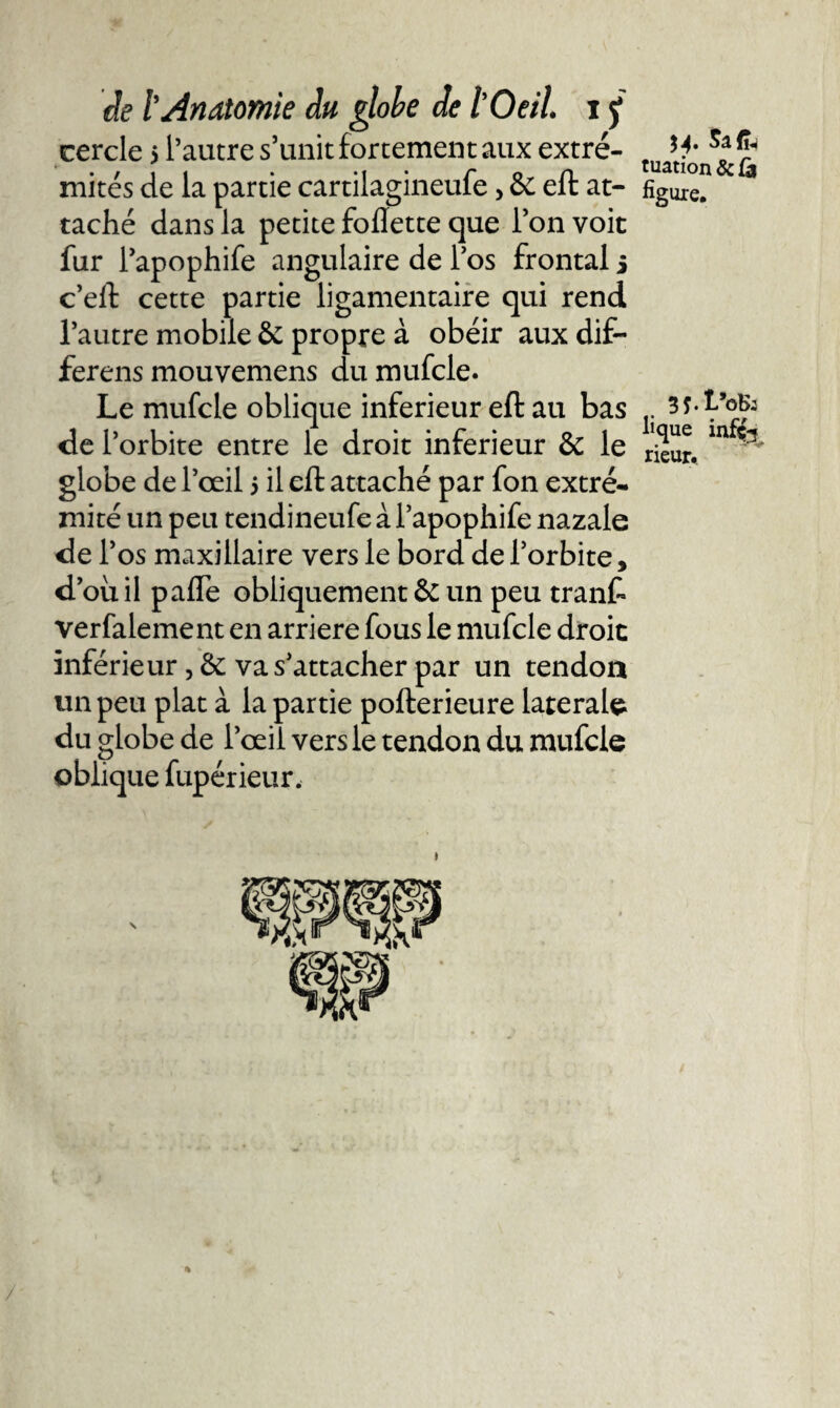 cercle &gt; l’autre s’unit fortement aux extré¬ mités de la partie cartilagineufe, &amp; eft at¬ taché dans la petite follette que Ton voit fur l’apophife angulaire de l’os frontal j c’eft cette partie ligamentaire qui rend l’autre mobile &amp; propre à obéir aux dif- ferens mouvemens du mufcle. Le mufcle oblique inferieur eft au bas de l’orbite entre le droit inferieur &amp; le globe de l’œil 5 il eft attaché par fon extré¬ mité un peu tendineufeàl’apophife nazale de l’os maxillaire vers le bord de l’orbite, d’oüil pafle obliquement &amp;: un peu tranft verfalement en arriéré fous le mufcle droit inférieur va s’attacher par un tendon un peu plat à la partie pofterieure latérale du globe de l’œil vers le tendon du mufcle oblique fupérieur. tuation&amp;fà figure. 3J.I/0B: fique infç^ rieur.