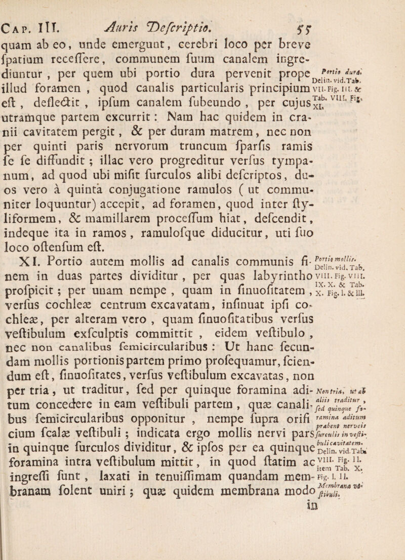 quam abeo, unde emergunt, cerebri loco per breve fpatium receffere, communem fuum canalem ingre¬ diuntur , per quem ubi portio dura pervenit prope illud foramen , quod canalis particularis principiumvn.Fig.m.* eft , deflebit , ipfum canalem fubeundo , per cujus xt” vm< F,i' utramque partem excurrit: Nam hac quidem in cra¬ nii cavitatem pergit , & per duram matrem , nec non per quinti paris nervorum truncum fparfis ramis fe fe diffundit ; illae vero progreditur verfus tympa¬ num, ad quod ubi mifit furculos alibi deferiptos, du¬ os vero a quinta conjugatione ramulos ( ut commu¬ niter loquuntur) accepit, ad foramen, quod inter fly- liformem, & mamillarem proceffum hiat, defeendit, indeque ita in ramos, ramulofque diducitur, uti fuo loco oflenfum eft. XI. Portio autem mollis ad canalis communis fi- Dchn. vid.Tab. nem in duas partes dividitur, per quas labyrinthovui.Fig.vm. r* • * r • /•/■*. IX* X* &C proipicit; per unam nempe, quam m iinuolitatem , x. FiS.i.&iu. verfus cochlese centrum excavatam, infinuat ipfi co¬ chleae, per alteram vero , quam finuofitatibus verfus vertibulum exfculptis committit , eidem vertibulo , nec non canalibus femicircularibus : Ut hanc fecun¬ dam mollis portionis partem primo profequamur, fcien- dum eft, finuofitates, verfus vertibulum excavatas, non per tria, ut traditur, fed per quinque foramina adi- Non tria, uta$ tum concedere in eam vertibuli partem , qua; canali-^,- bus femicircularibus opponitur , nempe fupra orifi «”7»* ‘uiitum cium leaIx vertibuli; indicata ergo mollis nervi pars/w«;»x*/K- ia quinque furculos dividitur, & ipfos per ea quinque^1 foramina intra vertibulum mittit, in quod ftatim acvm'Fip V; ingrefli iunt, laxati m tenuiuimam quandam mem-fig-ui.