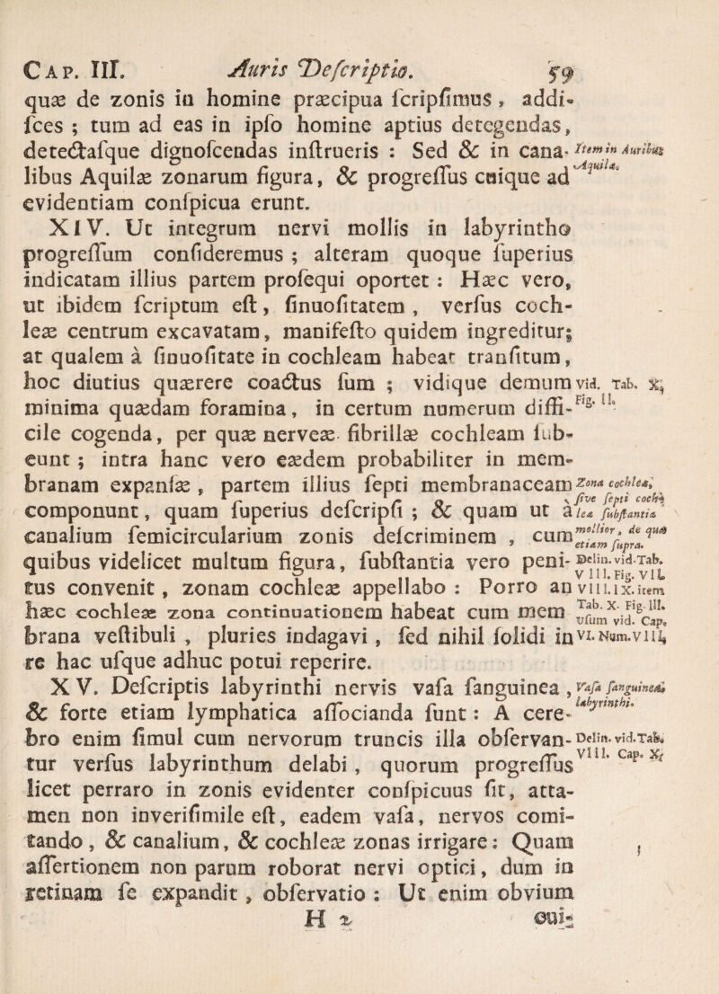 quas de zonis in homine prsecipua icrlpfimus , addi- fces ; tum ad eas in ipfo homine aptius detegendas, detecftafque dignofcendas inftrueris : Sed & in cana-lumin libus Aquilas zonarum figura, & progreffus cuique ad evidentiam confpicua erunt. XIV. Ut integrum nervi mollis in labyrintho progreffum confideremus ; alteram quoque fuperius indicatam illius partem profequi oportet : Haec vero, ut ibidem fcriptum eft, finuofitatem , verfus coch¬ leae centrum excavatam, manifefto quidem ingreditur^ at qualem a finuofitate in cochleam habeat traofitum, hoc diutius quserere coadtus fum ; vidique demum vid. Tak minima quasdam foramina, in certum numerum diffi-Fls‘I!- cile cogenda, per quae nerveas fibrillae cochleam iub* eunt ; intra hanc vero eaedem probabiliter in mem¬ branam expanto , partem illius fepti membranaceamzonacoeMu; 1 r r . j p . 1 r Q ^ fcptt coch*' componunt, quam lupenus dcicnpu ; oc quam ut a lea fubftantia canalium femicircularium zonis delcriminera , quibus videlicet multum figura, fubftantia vero peni- tus convenit, zonam cochleae appellabo : Porro anviiuxhtem haec cochleae zona continuationem habeat cum Diem ^ubmxvi^sc^‘ brana veftibuli , pluries indagavi , fed nihil folidi inVI‘Nw».vn£ re hac ufque adhuc potui reperire. XV. Defcriptis labyrinthi nervis vafa fanguinea j Vafa [anguinea* 8c forte etiam lymphatica afTocianda funt: A cere~ ‘*byrmhl° bro enim fimul cum nervorum truncis ilia obfervan- Den''vid-Tafe* tur verfus labyrinthum delabi, quorum progreiTusUi Ca| licet perraro in zonis evidenter conlpicuus fit, atta¬ men non inverifimile eft, eadem vafa, nervos comi¬ tando , 8c canalium, & cochleee zonas irrigare: Quam ? aflertionem non parum roborat nervi optici, dum in retinam fe expandit, obfervatio : Ut enim obvium H % ouy