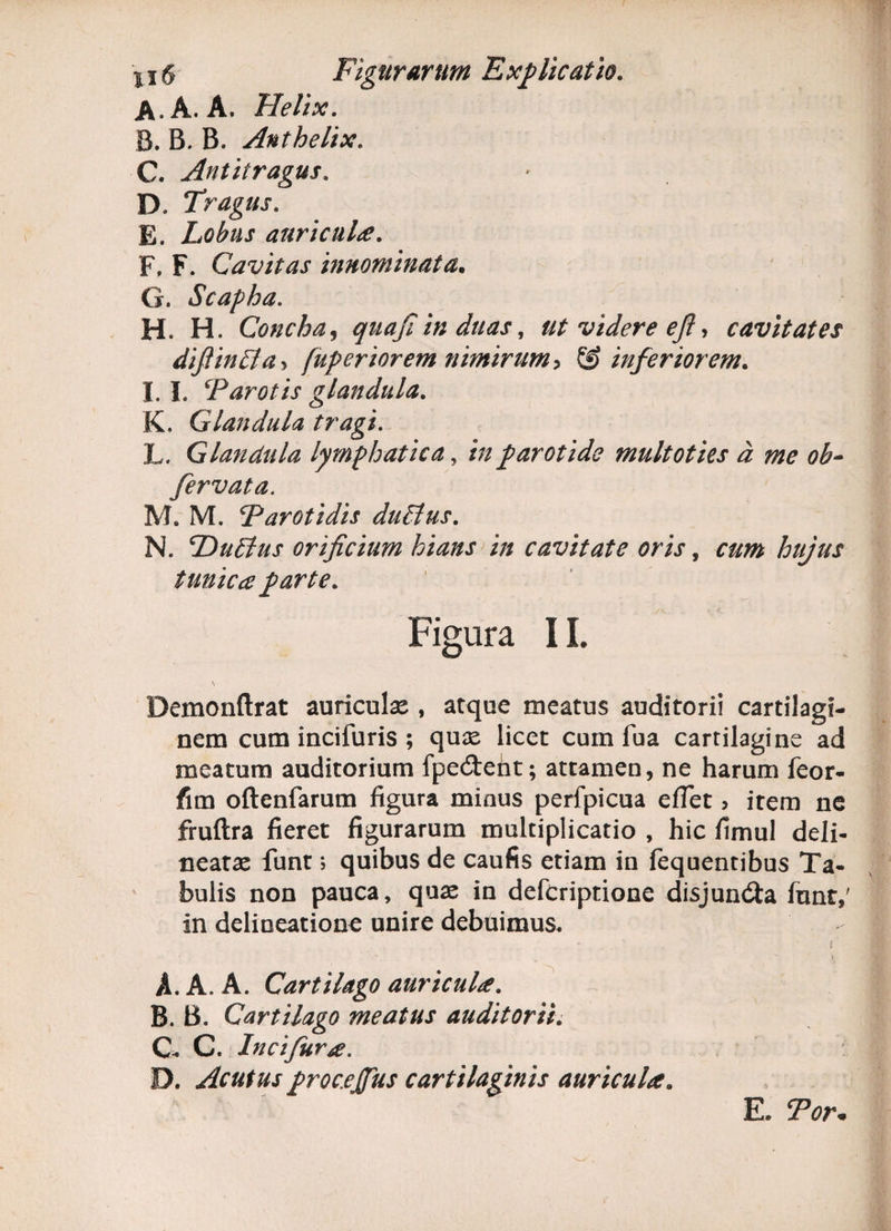 A. A. A. Helix. B. B. B. Anthelix. C. Antitragus. D. Tragus. E. Lobus auricula. F. F. Cavitas innominata. G. Scapha. H. H. Concha, quafi in duas, ut videre efi, cavitates diftintfay fuperiorem nimirum •> & inferiorem. I. I. Parotis glandula. K. Glandula tragi. L. Glandula lymphatica, i;/parotide multoties d me ob- fervata. M. M. Parotidis duttus. N. DuBus orificium hians in cavitate oris, tunica parte. Figura 11. \ Demonftrat auricula:, atque meatus auditorii cartilagi¬ nem cum incifuris ; qua: licet cum fua cartilagine ad meatum auditorium fpe&eht; attamen, ne harum feor- fim oftenfarum figura minus perfpicua eflet > item ne fruftra fieret figurarum multiplicatio , hic fimul deli- nearae funt; quibus de caufis etiam in lequentibus Ta¬ bulis non pauca, quae in defcriptione disjun&a funt,' in delineatione unire debuimus. * ' 3 ' V A. A. A. Cartilago auricula. - B. B. Cartilago meatus auditorii. C- C. Incifura. D. Acutus froc.ejfus cartilaginis auricula. E. Tor.