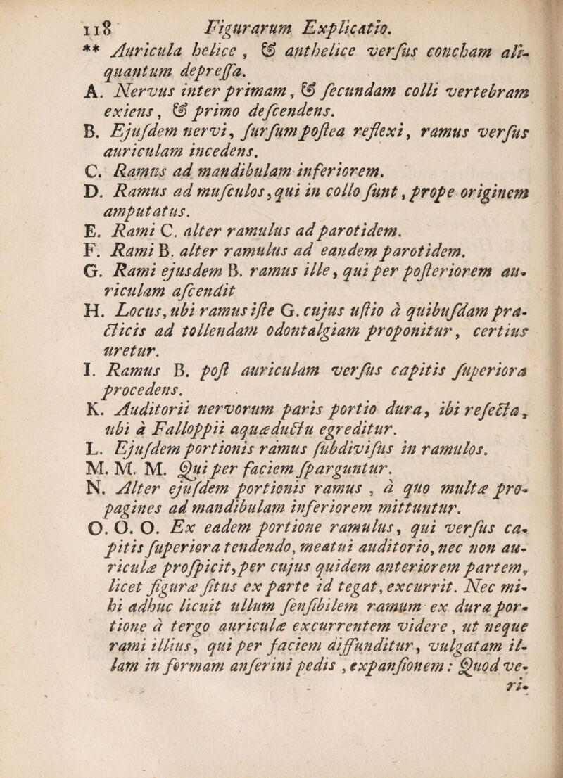 ** Auricula helice s & anthelice verfus concham ali¬ quantum depreffa. A. Nervus inter primam& fecundam colli vertebram exiens, & primo defcendens. B. Ejtifdem nervi ^ furfumpoflea reflexi, ramus verfus auriculam incedens. C. Ramus ad mandibulam inferiorem. D. Ramus ad mufculos >qui in collo funt, prope originem amputatus. E. Rami C. alter ramulus adparotidem. F. Rami B . alter ramulus ad eandem parotidem. G. Rami ejusdem B. ramus ille, qui per pofleriorem au* riculam afcendit H. Locus, ubi ramus ifle G. cujus uftio d quibufdampra- Elicis ad tollendam odontalgiam proponitur, certius uretur. I. Ramus B. pofl auriculam verfus capitis fuperiora procedens. K. Auditorii nervorum paris portio duray ibireje[iay ubi d Falloppii aquaduElu egreditur. L. Ejufdem portionis ramus fubdivifus in ramulos. M. M. M. Quiper faciem fparguntur. N. Alter ejufdem portionis ramus , d quo multa pro- pagines ad mandibulam inferiorem mittuntur. O. O. O. Ex eadem portione ramulus, qui verfus ca¬ pitis fuperiora tendendo, meatui auditorio, nec non au¬ ricula profpicit^per cujus quidem anteriorem partemv licet figura fltus ex parte id tegat, excurrit. Nec mi¬ hi adhuc licuit ttllum fenfibilem ramum ex dura por¬ tione d tergo auricula excurrentem videre, ut neque rami illius, qui per faciem diffunditur, vulgatam il¬ lam in formam anferini pedis , txpanfionem: Quod ve-