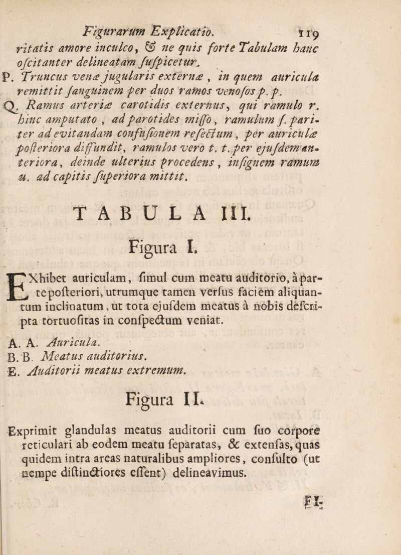 ritatis amore inculco, ® ne quis forte Tabulam hanc ofcitanter delineatam Jufpicetur, :p. Truncus vena jugularis extern<e , /V/ auricula remittit jcmguinem fer duos rafnos venofosp. p. Q. Ramus arteria? carotidis externus, ramulo r. hinc amputato , Wparotides mi(fo, ramulum f. pari¬ ter ad evitandam confufionem refetlum, per auriciil£ pofleriora diffundit, ramulos vero t, t.per ejujdem an¬ teriora , deinde ulterius frocedens, infignem ramum u. capitis fuperiora mittit. TABULA III. Figura I. EXhibet auriculam, fimul cum meatu auditorio, a par¬ te pofteriori, utrumque tamen verius faciem aliquan¬ tum inclinatum, ut tota ejufdem meatus a nobis defcri- pra tortuofitas in confpe&um veniat. A. A. Auricula. B. B Meatus auditorius. E, Auditorii meatus extremum. Figura 11. Exprimit glandulas meatus auditorii cum fuo corpore reticulari ab eodem meatu feparatas, & extenfas, quas quidem intra areas naturalibus ampliores, confulto (ut nempe diftin&iores eflent) delineavimus.