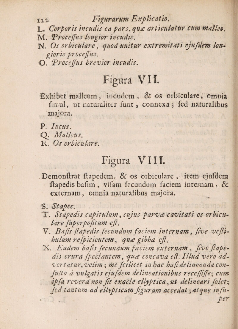 L. Corporis incudis ea pars, qu£ art iculatur cum malleo. M. Troceffus longior incudis. N. Os orbiculare , quod unitur extremitati ejufdem lon- gioris procejfius. O. FroceJJus brevier incudis. Figura VIL Exhibet malleum , incudem, & os orbiculare, omnia fi nui, ut naturaliter fune, connexa; fed .naturalibus 'majora. P. Incus. Q, Malleus. K. Oj orbiculare. Figura VI i L . Bemonftrat ftapedem3 & os orbiculare , item ejufdem ftapedis bafun , vifam fecundum faciem internam > & externam, omnia naturalibus majora. 5. Stapes. T. Stapedis capitulum, f-g/W parvte cavitati os orbicu¬ lare fuperpofitum e fi. V. Bajis ftapedis fecundum faciem internam, five vefii- bilium rcfpicientem, gibba efi. X. Eadem bafis fecundumfaciem externam , five ftape¬ dis crura fpefdantem, concava ed. Illud vero ad- vertatur^velim; fcilicet in hac hafi delineanda con- fulto d vulgatis ejufdem delineationibus recejjijfe; cum ipfa revera non fit exaSle ellyptica, delineari folet\ Jed tantum ad ellypticam figuram accedat; atque infiu- * , /cr