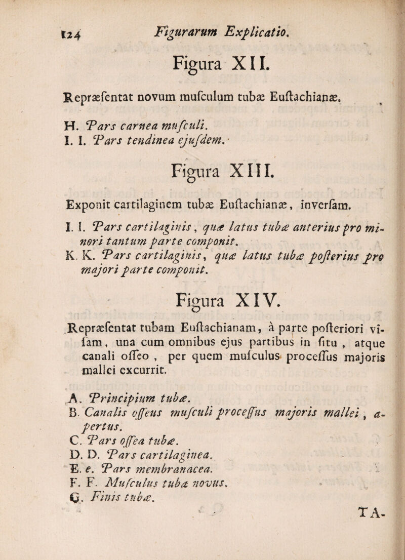 Figura XII. Reprasfentat novum mufculum tubas Euftachianas. H. Pars carnea mufculi. I. I. Pars tendinea ejufdem. * Figura XIII. Exponit cartilaginem tubae Euftachianae, inverfam. I. f. Pars cartilaginis, qure latus tubre anterius pro mi¬ nori tantum parte componit. K. K. Pars cartilaginis, qua latus tuba pojlerius pro majori parte componit. Figura XIV. Reprasfentat tubam Euftachianam, a parte pofteriori vi- fam, una cum omnibus ejus partibus in fitu , atque canali offeo , per quem mufculus proceflus majoris mallei excurrit. K. Principium tubre. B. Canalis offeus mufculi proceffus majoris mallei , a- pertus. C. Pars offea tubre. D. D. Pars cartilaginea. E. e. Pars membranacea. F. F. Mufculus tuba novus. C, Finis tuba. : ' TA.