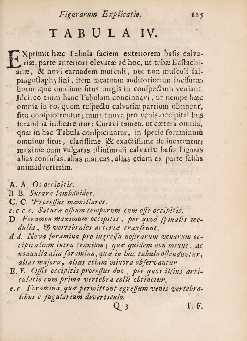 TABULA IV. EXprimit hsec Tabula faciem exteriorem bafis calva¬ ria:, parte anteriori elevata: ad hoc, ut tubasEuftachi- anse, & novi earundem mufculi, nec non inuiculi fal- pingoftaphylini, item meatuum auditoriorum incifur^, horumque omnium fitus magis in confpedtum veniant. Idcirco enim hancTabuiam concinnavi, ut nempe hasc omnia io eo, quem refpedtu calvaria: partium obtinent1, fitu confpicerentur; tum ut nova pro venis occipitalibus foramina indicarentur: Curavi tamen, ut cetera omnia, qux in hac Tabula confpiciuntur, in fpecie foraminum omnium fitus, clariffime, [& exa&ifiime delinearentur; maxime cum vulgatas ifliufmodi calvaria bafis Figuras alias confufas,alias mancas, alias etiam ex parte tallas animadverterim. A. A. Os occipitis. B B. Sutura lambdoides. C. C. !Frocejfus mamillares. c.c c. c. Sutura ojfium temporum cum ojje occipitis. D Foramen maximum occipitis , per quod [pinalis me¬ dulla , ® vertebrales arteria tranfeunt. d d. Nova foramina pro ingreffu nojirarum venarum oc¬ cipitalium intra cranium; qua quidem non minus , ac nonnulla alia foramina, qua in hac tabula offendunt alias majora, alias etiam minora oh fervantur. E. E. Offis occipitis procejfus duo , per quos illius arti¬ culatio cum prima vertebra colli obtinetur, e. e. Foramina, qua permittunt egrejfum venis vertebra¬ libus e jugularinm diverticulo. Q. 3 F. F.