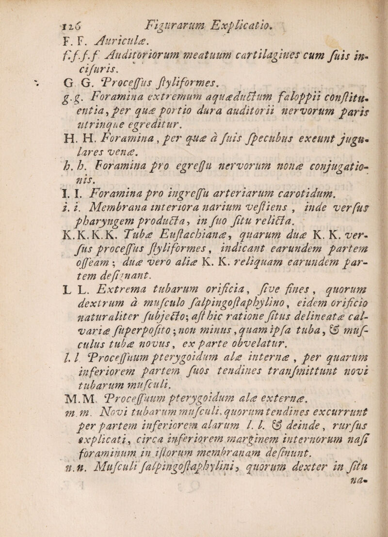 F. F. Auricula. f. /f.f Auditoriorum meatuum cartilagines cum fuis in« ci/uris. G G. Froceffus ftyliformes. g. g. Foramina extremum aqua dubium faloppii conflit tu entia,per quaportio dura auditorii nervorum paris utrinque egreditur. H, H. Foramina, per qua d fuis fp e cubus exeunt jugn* lares venae, h. /6. foramina pro egrejfu nervorum non re conjugatio- nis, I. I. Foramina pro ingrcffu arteriarum carotidum. i. i. Membrana interiora narium vejiiens , verfm pharyngem produbla, izz /z/0 fitu relibta. K.K.K.K. Tubae Euflachianay quarum dua K.K.ver- fus procejfus Jiyli formes, indicant earundem partem cjjeam ; ^//> K. K. reliquam earundem par¬ tem defit nant. L L. Extrema tubarum orificia, ftve fines , quorum dextrum d mufculo falpingoftaphylino, eidem orificio naturaliter fubje bto\ afthic ratione fitus delineat £ cal¬ varia fuperpofito \non minus,quamipfa tuba, & muf- culus tuh£ novus, parte obvelatur. /. / Froceffuum pterygoidum ala interna , per quarum inferiorem partem fuos tendines tranfmittunt novi tubarum mufculi. M.M. Froceffuum pterygoidum ala externa. ■ . ?#. tubarum mu f culi, quorum tendines excurrunt per partem inferiorem alarum /. I. & deinde, rurfus explicati, inferiorem marginem internorum nafl foraminum, in i florum membranam definunt. n.n. Mufculi falpirigoftaphylini> quorum dexter in fitu na•