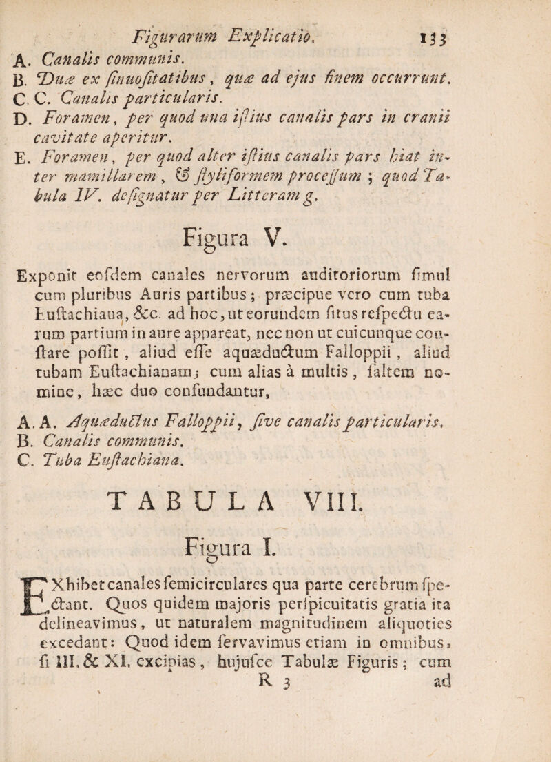 A. Canalis communis. 13. Tdtue ex flnuofitatibus , ^/V/j* /f;/m occurrunt. C C. Canalis particularis. D. Foramen, per ^#0^ canalis pars in cranii cavitate aperitur. E. Foramen, ^//^/ /?//cr ijlius canalis pars hiat in¬ ter mamillarem , & Jlyliformem procejjum ; quod Ta¬ bula 1F. deflgnatur per Litteram g. Figura V. Exponit eofdem canales nervorum auditoriorum fimnl eum pluribus Auris partibus ; praecipue vero cum tuba Euftachiaua, &c. ad hoc , ut eorundem fnusrefpedtu ea¬ rum partium in aure appareat, nec non ut cuicunque cen¬ itare poffit , aliud effe aquasdudtum Falloppii , aliud tubam Euftachianamj cum alias a multis , faltein no¬ mine, haec duo confundantur, A. A. FlquseduTtus Falloppii, five canalis particularis, B. Canalis communis. C. Tuba Euftachiana. TABULA VIII. Figura I. D EXhibet canales femicirculares qua parte cerebrum fpe« dtant. Quos quidem majoris peripicuitatis gratia ita delineavimus, ut naturalem magnitudinem aliquoties excedant: Quod idem fervavimus etiam in omnibus» fi 111,& XI, excipias, hujufce Tabulas Figuris; cum