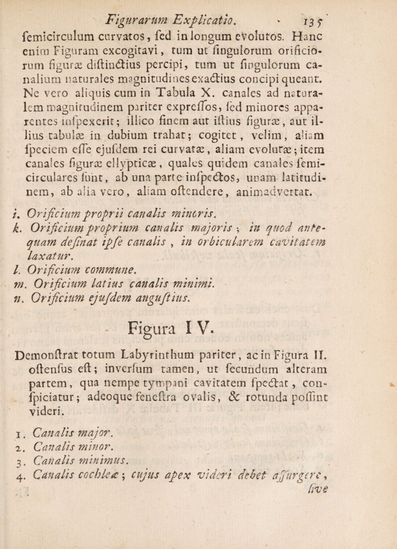 femicirculum curvatos, fed in Joogom evolutos. Hanc enim Figuram excogitavi, tum ut fiinguiorum orificio* rurn figura: diftin&ius percipi, tum ut fmgulorum ca¬ nalium naturales magnitudines exadlius concipi queant. Ne vero aliquis cum in Tabula X. canales ad natura¬ lem magnitudinem pariter exprefTos, fed minores appa¬ rentes infpexerit; illico finem aut illius figuras, aut il¬ lius tabulae in dubium trahat; cogitet, velim, aliam fpeciem e fle ejufdem rei curvare, aliam evolutae; item canales figuras ellypticae, quales quidem canales femi- circulares funt, ab una parte infpedlos, unam latitudi¬ nem, ab alia vero, aliam offendere, animadvertat. /. Orificium proprii canalis mineris. k. Orificium proprium canalis majoris •, in quod ante¬ quam definat ipfie canalis , in orbicularem cavitatem laxatur. l. Orificium commune. m. Orificium latius canalis minimi. tl Orificium ejufdem anguftius. - Figura I V. Demon fir at totum Labyrinthum pariter, ac in Figura II. oitenfus eft; inverfum tamen, ut fecundum alteram partem, qua nempe tympani cavitatem fpedlat, con» fpiciatur; adeoque feneftra ovalis, & rotunda poffint videri. 1. Canalis major. 2. Canalis minor. 3. Canalis minimus. 4. Canalis cochlea ; cujus apex videri debet a Jurger e, Cive