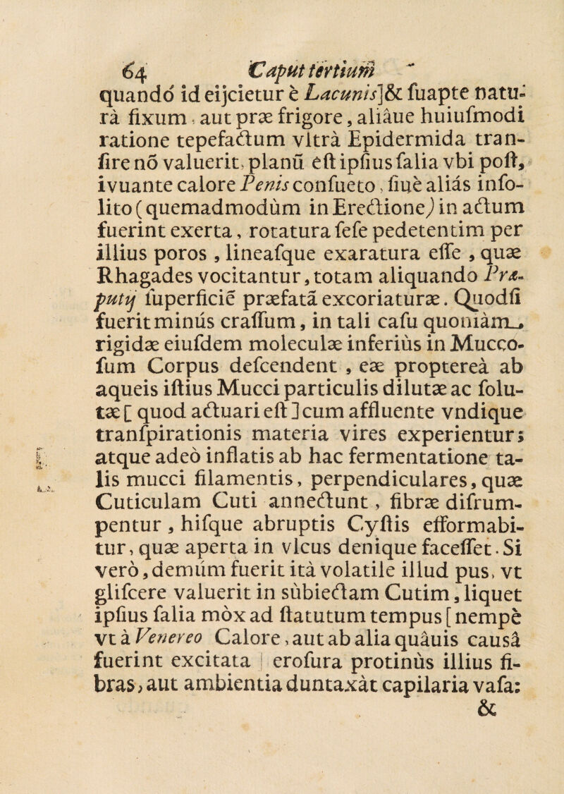 6>4 Caput tevtiufti ~ quando id eijcietur e Lacunis]6c fuapte natu» ra fixum aut prae frigore, aliaue huiufmodi ratione tepefadum vitra Epidermida tran- fire no valuerit, planu eft ipiius falia vbi pofiy ivuante calore Penis confueto, fiue alias info- lito (quemadmodum in Eredione,) in aftum fuerint exerta, rotatura fefe pedetentim per illius poros , lineafque exaratura efle , quae Rhagades vocitantur,totam aliquando Pro. putij luperficie praefata excoriaturae. Quodfi fuerit miniis craffum, in tali cafu quoniamu rigidae eiufdem moleculae inferius in Mucco- fum Corpus defcendent , eae propterea ab aqueis iftius Mucci particulis dilutae ac folu- tae [ quod aduari eft ] cum affluente vndique tranfpirationis materia vires experientur; atque adeo inflatis ab hac fermentatione ta¬ lis mucci filamentis, perpendiculares,quae Cuticulam Cuti annedunt, fibrae difrum- pentur , hifque abruptis C.yftis efformabi- tur, quae aperta in vicus denique faceflet • Si vero,demum fuerit ita volatile illud pus, vt glifcere valuerit in subiedam Cutim, liquet ipfius falia mox ad ftatutum tempus [ nempe vt a V'enereo Calore, aut ab alia quauis caus4 fuerint excitata ] erofura protinus illius fi¬ bras , aut ambientia duntaxat capilaria vafa: