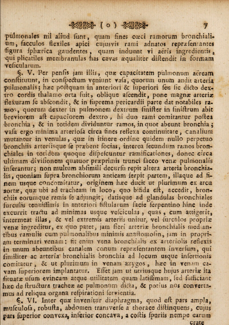 pulmonales nil aliud funt, quam fines coeci ramorum bronchiali*, um, faeculas flexiles apici cujusvis rami adnatos reprafen: antes figura fphaerica gaudentes , quam induunt vi aeris ingredientis a qui plicatiles membranulas fias cavas aequaliter diflendit in formam veficularumt, §. V. Per penfis jam iliis-, quae capacitatem pulmonum aeream conftituunt, in confpe&um veniunt vafa, quorum unum audit aiteiia pulmonalis; haec poftquam in anteriori & fuperiori feu fic dido dex¬ tro cordis thalamo orta fuit, oblique afeendit, pone magnae arteriae flexuram fe abfcondit, & in fiiprema pericardii parte dat notabiles ra¬ mos, quorum dexter in pulmonem dextrum fimfter in (iniiirum abit breviorem aft capaciorem dextro , hi duo rami comitantur poflea bronchia , & in totidem dividuntur ramos, in quot abeunt bronchia; vafa ergo minima arteriola circa fines reflexa continuitate, canalium mutantur in venulas, qua; in itinere ordine quidem nullo perpetuo bronchiis arteriisque ie praebent fheias, interea fecundum ramos bron¬ chiales in totidem quoque difpelcuntur ramificationes, donec circa ultimam divifionem quatuor prceprimis trunci facco venas pulmonalis inferantur; non multum abfimili decurfii repit altera arteria bronchia¬ lis, quoniam fiipra bronchiorum anticam ferpit partem, ill&que ad fi¬ nem usque concomitatur, originem hxc ducit ut plurimum ex arcu aortae, qux ubi ad tracheam in loco, qeo bifida eft, accedit, bron¬ chiis eorumque ramis fe adjungit, datisque ad glandulas bronchiales furculis teniiiflimis in anteriori fiflularum facie ferpentino hinc inde excurrit tra&u ad minimas usque vefciculas 9 quas t eum attigerit, intermeat illas, & vel extremis arteriis unitur, vel fiircolos propris ven& ingreditur, ex quo patet, jam fieri arteriae bronchialis median¬ tibus ramulk cum pulmonalibus minimis anaftomofim, jam in propri¬ am terminari venam: fit enim vena bronchialis ex arteriolis reflexis in unum abeuntibus canalem conum repndentantem in ver tum, qui fimiliter ac arteria bronchialis bronchia ad locum usque infertionis comitatur , & ut plurimum in venam azygos 5 haec in venam ca* vam fuperiorem implantatur, Eflet jam ut utriusque hujus arteria ita fituata: ulum evincam atque -utilitatem quam latifismani, fed -futficiaat hxc de ftrudtura traches ac pulmonum diiia, potius nos converta¬ mus ad reliqua organa refpirationi fervientia* VI* Inter quae invenitur diaphragma, quod eft pars ampla, mufculofa, robufta, abdomen transverfe a thorace diftinquens, cujus pars fuperior convex^ inferior concava* a coftis fpuriis nempe earum crate