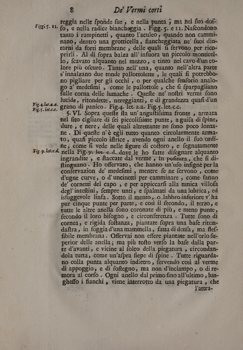 . reggia nelle fporde fue, e nella punta 5 ma nel fuo dof* Fis.q.lot.4.4. Fig.s.let.c.c. tanto i rampinetti , quanto l’aculeo , quando non cammi- nano, dentro una grotticella, fiancheggiata ne’ fuoi din- torni da forti membrane ; delle quali fi fervono. per rico- prirli. Al di fopra balza all’infuora un piccolo monticel- lo; fcavato alquanto nel mezzo, e tinto nel cavo d'un co- lore più ofcuro. Tanto nell’una, quanto nell’altra parte s'innalzano due tonde pallottolette , le quali fi potrebbo- no pigliare per gli occhi ,. o. per qualche fenforio analo- go a' medefimi ., come le pallottole , che fi {parpagliano fulle corna delle lumache . Quefte ne’ noftri. vermi fono lucide, ‘ritondette, nereggianti, e di grandezza quafi d'un grano di panico. Fig.4. let. a.a. Fig.5. let.c.c. S. VI. Sopra quefte fta un'anguftifsima fronte s armata ne . Di quefte n'è egli tutto:quanto circolarmente arma- to; quafi piccolo iftrice , avendo ogni ‘anello il fuo ordi- ne, come fi vede nelle figure di coftoro , e fegnatamente ingrandite‘, e ftaccate dal verme , in pofitura, ‘che fi di- ftinguano . Ho ‘offervato, che hanno un’ufo infigné perla confervazion de’ medefimi, mentre fe ne fervono', come d’ugne curve, o d' uncinetti per camminare , come. farino de’ cornetti del capo , e per appiccarfi alla tunica villofa degl’inteftini, fempre unti, e fpalmati da unalubrica, ed isfuggevole linfa. Sotto il mento, o .labbroinferiore vha pur cinque punte per parte, c così il fecondo, il terzo, e tutte le altre anella fono coronate di-più, e meno punte, fecondo il loro bifogno , è circonferenza . Tutte fono di cornea; e rigida foftanza, piantate fopra una bafe riton- daftra, in foggia d'una mammella; fatta di denfa ; ma flef- fibile membrana. Offervai non effere piantate nell’orlo fu- perior delle anella; ma più tofto verfo la bafe dalla par- te d’avanti, e vicine al folco della piegatura , circondan- dola tutta; come un’afpra fiepe di {pine . Tutte riguarda- no colla punta alquanto indietro , fervendo così ‘al verme di appoggio; e di foftegno; ma non d’inciampo , 0 di re- mora al corfo . Ogni ‘anello: dal primo fino all'ultimo ; jun- gheffo i fianchi ». viene interrotto da una piegatura , che » gt ; a . “i Sor, l’attra-