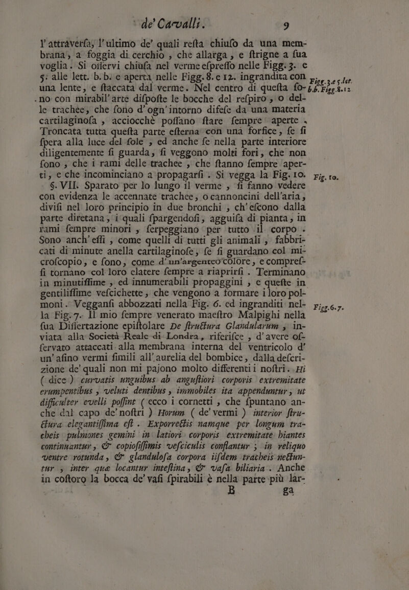 l’ attraverfa; l’ultimo de’ quali refta chiufo da una mem- brana', a foggia di cerchio , che allatga , e ftrigne a fua voglia. Si oilervi chiùfa nel verme efpreffo nelle Figg.3. e 5: alle lett. b. bi e aperta nelle Figg.8. e 12. ingrandita con x,,, ,.65.de una lente, e ftaccata dal'verme. Nel centro di quefta {o- Vaio . no con mirabil’ arte difpofte le bocche del re(piro ;'0 del- le trachee, che fono d’ogn’intorno difefe da una materia cartilaginofa , acciocchè poffano ftare fempre ' aperte . Troncata tutta quefta parte efterna ‘con una forfice , fe fi {pera alla luce del fole , ed anche fe nella parte interiore diligentemente fi guarda, fi veggono molti fori, che non fono » che i rami delle trachee , che ftanno fempre aper- ti, e che incominciano a propagarfi . Si vegga la Fig. 10. rig. to. $. VII Sparato per lo lungo il verme , ‘fi fanno vedere con evidenza le accennate trachee, ocannoncini dell’aria, divifi nel loro principio in due bronchi ; ch'efcono dalla parte diretana; i‘quali fpargendofi, agguifa di pianta, in rami fempre minori , ferpeggiano ‘per tutto il corpo - Sono anch’ efli , come quelli di tutti gli animali; fabbri- cati di. minute anella cartilaginofe } {è fi guardano col mi- crofcopio, e fono, come d’un’argenteo colore , e compref- fi tornano ‘col loro elatere fempre a riaprirfi. Terminano in minutiffime , ed innumerabili propaggini , e quefte in gentiliffime vefcichette ; che vengono a formare i loro pol- moni. Vegganfi abbozzati nella Fig. 6. ed ingranditi: nel- la Fig.7. Il mio fempre venerato maeftro Malpighi nella {ua Differtazione cpiftolare De /truftura Glandularum ; in- viata alla Società Realc-di Londra, riferifce , d'avere of- fervato attaccati. alla membrana interna del ventricolo d’ un’afino vermi fimili all’aurelia del bombice, dalla defcri- zione de’ quali non mi pajono molto differenti i noftri..Hi ( dice) curvatis unguibus ab anguftiori corpovis extremitate erumpentibus , veluti dentibus , immobiles ita appenduntur; ut difficulter evelli poffint ( ecco i cornetti , che {puntano an- che dal capo de’ noftri ) Horzm ( de' vermi ) interior ftru- Gura elesantifima eft . Exporrettis namque per longum tra- cheis pulmones gemini in latiori. corporis extremitate hiantes continuantur , &amp; copiofifimis vefciculis conffantur ; in veligquo ventre rotunda, &amp; glandulofa corpora iifdem tracheis neftun- tur 3 inter que locantur inteftina, &amp; vafa biliaria.. Anche in coftoro la bocca de’ vafi (pirabili è nella parte più lar- | B ga Figg.6.7.