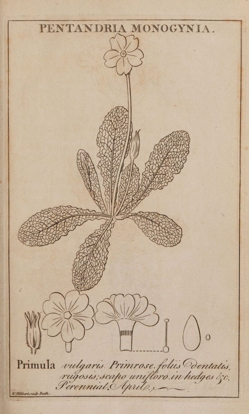PENTANDRIA MONOGYNIA. i Ay) . () y MI cf. ies ean ae y 5 AYE aN BW ex S Wana? L> se L> i) LES PAD S03 Q fey AO; an WS AA ti WE YE WE ‘ SUE TNO PSN \| JE crore ASIST A GOS of in MEER HDL DSRS EZ STALE AY aNee oe ora KE NS =H SS SAR XK BP SIS : PLS © | Primula z-, arts. P°UNTOSE. lis Odentates, if MUGOS, ACOfLO U0 OVO. tn beg es SC. | WHbbartrculp Bathe. ae ae ae
