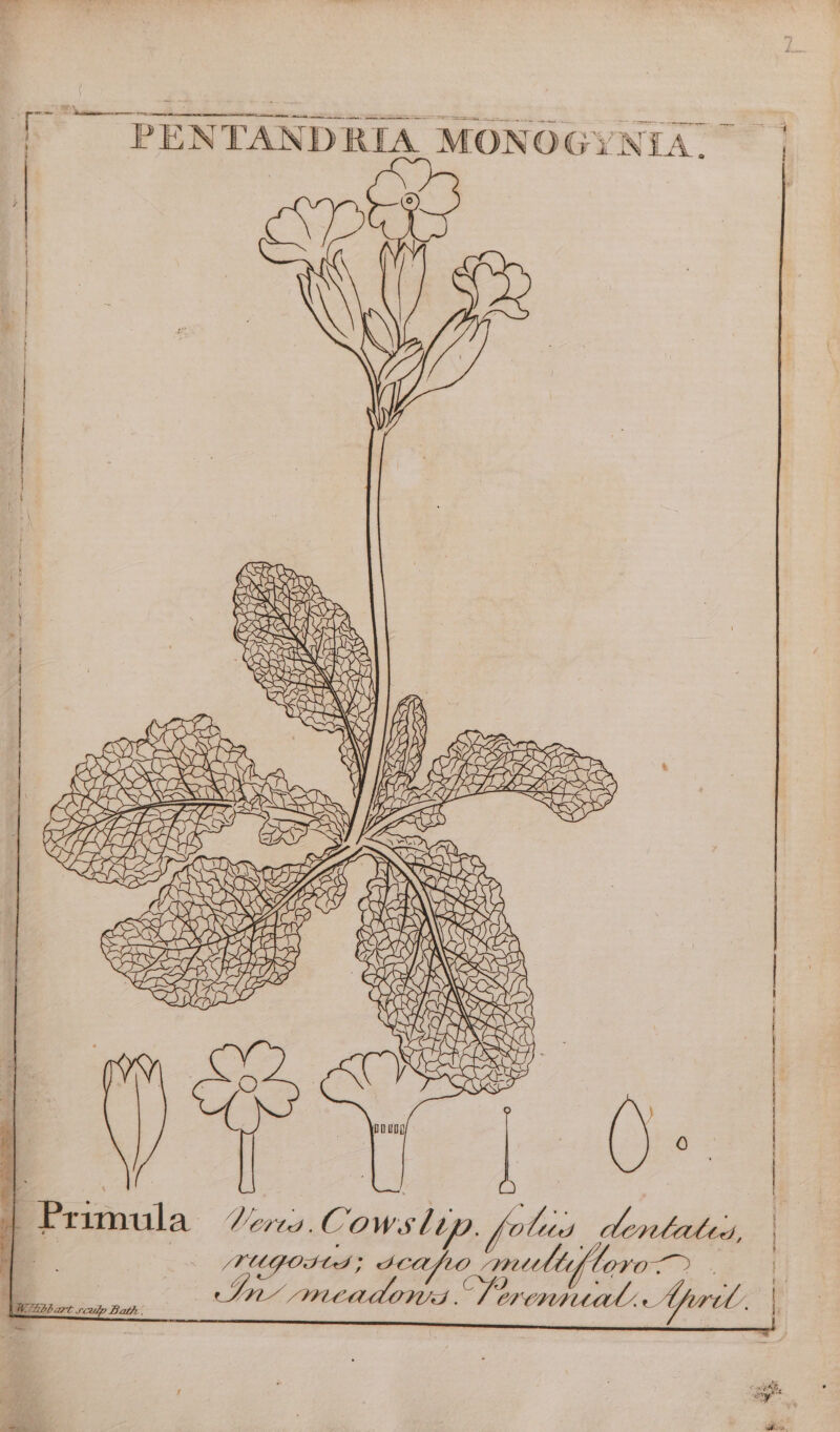 NGA. rR Pd 4 PENTANDRIA MONOG; | | : | | | | , a dentales loro ORE fe Cy | QA iy Ky Si GS _ em Oo NS NW eS cma S 9% : oe be Y A PI ELIS Y S2 LPP eas aN PLES — - AS oe ae SiN baa e< > Pa ie HONS . LL ARS COUHEASAUG VOT Ras se Sve x L “Z . S ee LIS ARE SIC REDS SRS IR \ K Vs 4 S, by ~~ [Mbp art scadp Bath . Era at SO oR RE Aue LAL BY, UA he SET Rileg Neds Sy A MP © Primula Ae2.Cows iz /TUGO Gr