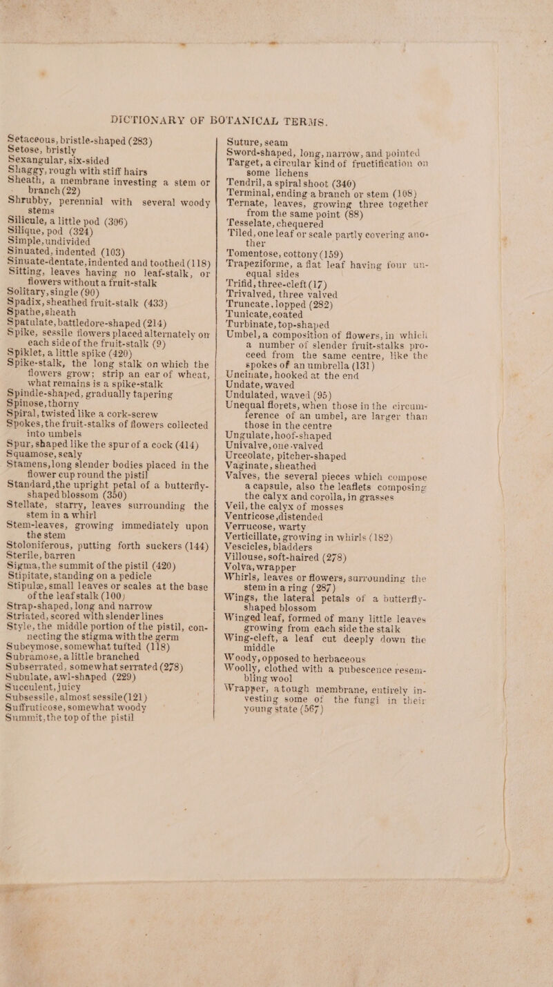 Setaceous, bristle-shaped ( 283) Setose, bristly Sexangular, six-sided Shaggy, rough with stiff hairs Sheath, a membrane investing a stem or branch (22) Tubby, perennial with several woody stems Silicule, a little pod (306) Silique, pod (324) Simple, undivided Sinuated, indented (103) Sinuate-dentate, indented and toothed (118) Sitting, leaves haying no leaf-stalk, or flowers without a fruit-stalk Solitary, single (90) Spadix, sheathed fruit-stalk (433) Spathe,sheath Spatulate, battledore-shaped (214) Spike, sessile flowers placed alternately on each side of the fruit-stalk (9) Spiklet, a little spike (420) Spike-stalk, the long stalk on which the flowers grow; strip an ear of wheat, what remains is a spike-stalk Spindle-shaped, gradually tapering Spinose, thorny Spiral, twisted like a cork-screw Spokes, the fruit-stalks of flowers collected into umbels Spur, shaped like the spur of a cock (414) Squamose, sealy Stamens, long slender bodies placed in the flower cup round the pistil Standard ,the upright petal of a butterfly- shaped blossom (350) Stellate, starry, leaves surrounding the stem in a whirl Stem-leaves, growing immediately upon the stem ; Stoloniferous, putting forth suckers (144) Sterile, barren Sigma, the summit of the pistil (420) Stipitate, standing on a pedicle Stipule,small leaves or scales at the base of the leafstalk (100) Strap-shaped, long and narrow Striated, scored with slender lines Style, the middle portion of the pistil, con- necting the stigma with the germ Subcymose, somewhat tufted (118) Subramoze, a little branched Subserrated, somewhat serrated (278) Subulate, awi-shaped (229) Succulent, juicy Subsessile, almost sessile(121) Suffruticose, somewhat woody Summit, the top of the pistil Suture, seam Sword-shaped, long, narrow, and pointed Target, acircular kind of fructification on some lichens Tendril,a spiral shoot (340) ; Terminal, ending-a branch or stem (168) Ternate, leaves, growing three together from the same point (88) Tesselate, chequered bee one leaf or scale partly covering ano- ther Tomentose, cottony (159) Trapeziforme, a fiat leaf haying four un- equal sides Trifid, three-cleft (17) Trivalved, three valved Truncate, lopped (282) Tunicate, coated Turbinate, top-shaped Umbel, a composition of flowers, in which a number of slender fruit-stalks pro- ceed from the same centre, like the spokes of an umbrella (131) Uncinate, hooked at the end Undate, waved Undulated, waved (95) Unequal florets, when those in the cireum- ference of an umbel, are larger than those in the centre Ungulate, hoof-shaped Univalve, one-valved Urceolate, pitcher-shaped Vaginate, sheathed Valves, the several pieces which compose a capsule, also the leaflets composing the calyx and corolla, in grasses Veil, the calyx of mosses Ventricose distended Verrucose, warty Verticillate, growing in whirls (182) Vescicles, bladders Villouse, soft-haired (278) Volva, wrapper Whirls, leaves or flowers, surrounding the steminaring (287) Wings, the lateral petals of a butterfiy- shaped blossom Winged leaf, formed of many little leaves growing from each side the stalk Wing-cleft, a leaf cut deeply down the middle W oody, opposed te herbaceous Woolly, clothed with a pubescence resem- bling wool Wrapper, atough membrane, entirely in- vesting some of the fungi in thei: young state (567)