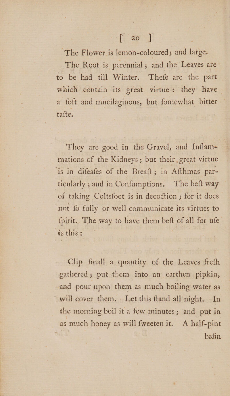 fay The Flower is lemon-coloured ; and large. The Root is perennial ; and the Leaves are to be had till Winter. Thefe are the part which contain its great virtue: they have a foft and mucilaginous, but fomewhat bitter tafte. They are good in the Gravel, and Inflam- mations of the Kidneys; but their, great virtue ‘is in difeafes of the Breaft ; in Afthmas par- ticularly ; and in Confumptions. The beft way of taking Coltsfoot is in decoction ; for it does not fo fully or well communicate its virtues to fpirit. The way to have them beft of all for ufe tie : | Clip {mall a quantity of the Leaves freth gathered ; put them into an earthen pipkin, and pour upon them as much boiling water as will cover them. | Let this ftand all night. In the morning boil it a few minutes; and put in as much honey as will fweeten it. A half-pint bafin