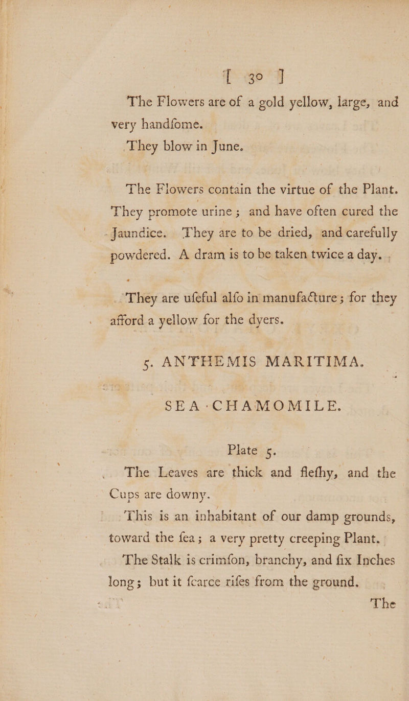 ae le a ie Flowers are of a gold yellow, large, and very handfome. They blow in June. The Flowers contain the virtue of the Plant. They promote urine ; ; and have often cured the Jaundice. They are to be dried, and carefully powdered. A dram is to be taken twice a day. : Si They are w(efal alfo in manufacture; for they afford a yellow for the en 5. ANTHEMIS MARITIMA. “SEA - CHAMOMILE. Plate os. The Leaves are thick and flefhy, and the Cups are downy. This is an inhabitant of our damp grounds, toward the fea; a very pretty creeping Plant. | The Stalk is crimfon, branchy, and fix Inches tne but it fcarce rifes from the ground,