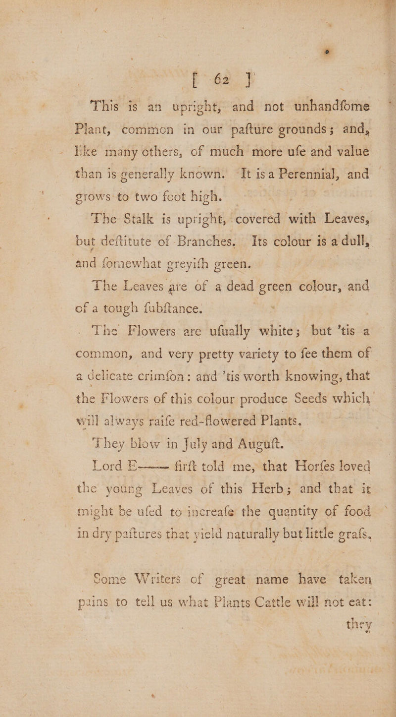 f 62 J This is an upright, and not unhandfome ~ Plant, common in our pafture grounds; and, like many others, of much more ufe and value grows to two fcot high. ‘and fonmewhat greyifh green. The Leaves ; are of a dead green en and of a tough fubftance. . ‘The Flowers are ufually white; but ’tis a common, and very pretty variety to fee them of a delicate crimfon: and ’tis worth knowing, that will always raife red-flowered Plants. They blow in July and Auguft. Lord E- firft told me, that Horfes loved the young Leaves of this Herb; and that it might be ufed to increafe the quantity of food in dry paitures that vield naturally but little grafs, ome Writers of er reat name have taken pains to tell us what Plants Cattle will not eat: they ww
