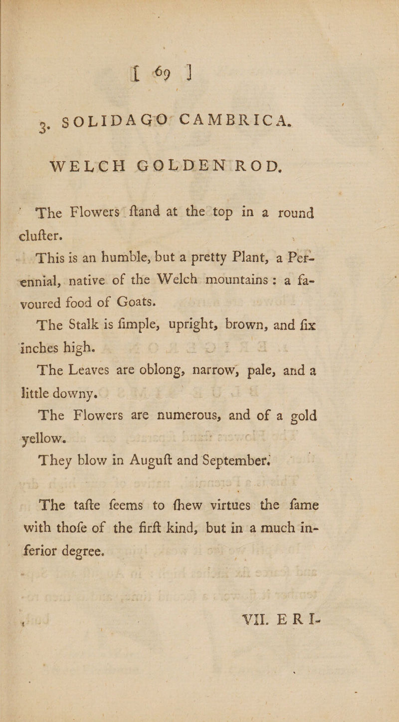 3, SOLIDAGO’ CAMBRICA. WELCH GOLDEN ROD, The Flowers ftand at the top in a round clufter. _ This is an humble, but a pretty Plant, a pep. ‘ennial, native of the Welch mountains: a fa- - youred food of Goats. | The Stalk is fimple, iis 3 buon. and fix inches high. 3 The Leaves are erene. narrow, ae and a little downy. . The Flowers are numerous, and of a gold yellow. T 7s blow in Auguft and epidifees The i feems to ve cionbes the fame with thofe of the firft kind, but in a much in- ferior degree. efit Soe VI. ERI-