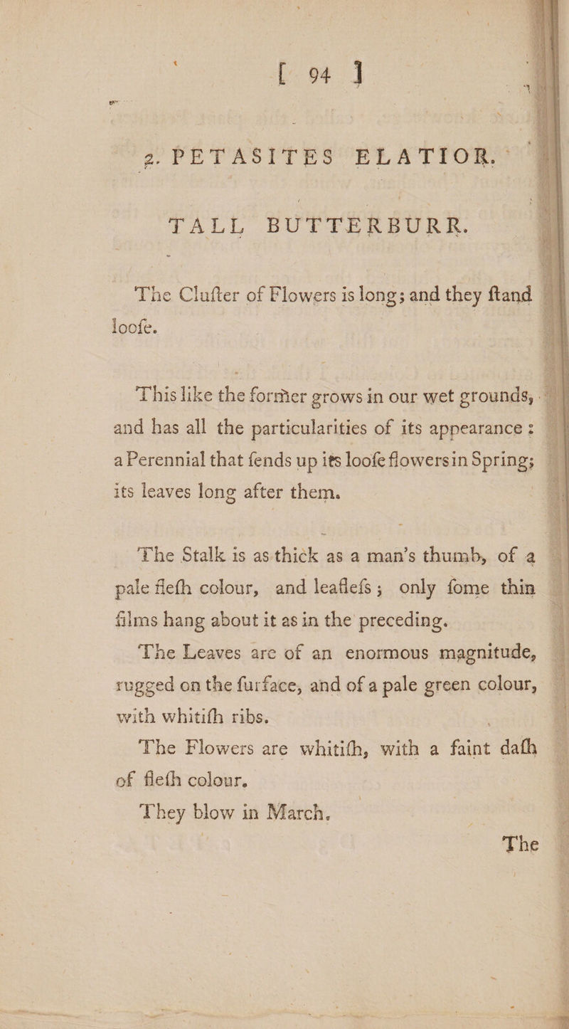 {94 J ‘ +2078 VRSTTE SORE ST PORG TALL BUTTERBURR. The Clufter of Flowers is long; and they ftand 4 q loofe. ee ay This like the former grows in our wet grounds, . and has all the particularities of its appearance : 7 | a Perennial that fends up its loofe flowersin Spring; its leaves long after them. The Stalk is as thick as a man’s thumb, of a pale fleth colour, and leaflefs ; only fome thin films hang about it as in the’ preceding. : The Leaves are of an enormous magnitude, 4 rugged on the furface, and of a pale green colour, — with whitifh ribs. The Flowers are whitith, with a faint dath of fleth colour, They blow in March. : The