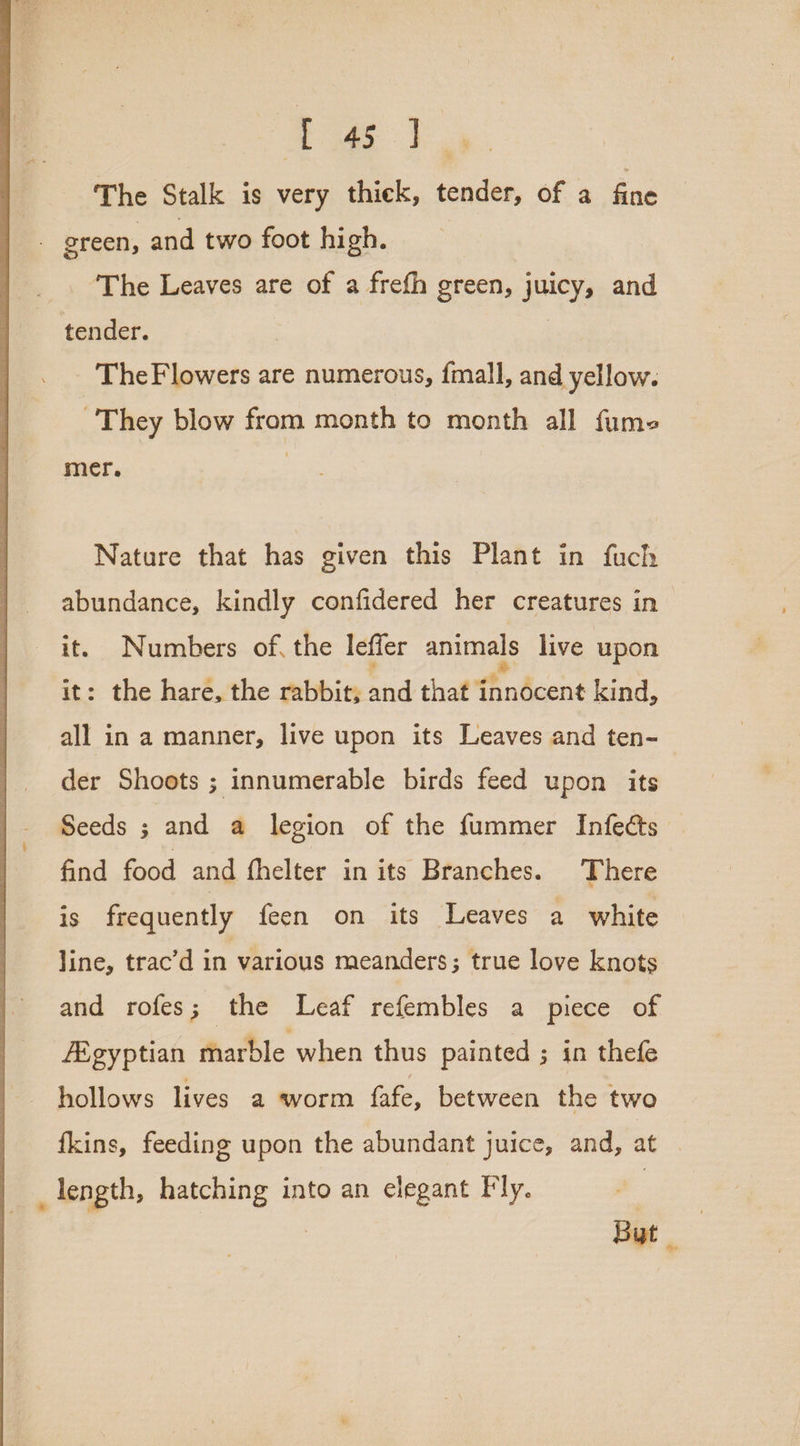 The Stalk is very thick, tender, of a fine - green, and two foot high. The Leaves are of a frefh green, juicy, and tender. TheF lowers are numerous, {mall, and yellow. They blow from month to month all fume mer. Nature that has given this Plant in fuch abundance, kindly confidered her creatures in it. Numbers of, the leffer animals live upon it: the hare, the rabbit; iid that i fhndcent kind, all in a manner, live upon its Leaves and ten-_ der Shoots ; innumerable birds feed upon its Seeds ; and a legion of the fummer Infeéts — find food and fhelter in its Branches. There is frequently feen on its Leaves a white Jine, trac’d in various meanders ; true love knots and rofes; the Leaf refembles a piece of Egyptian marble when thus painted ; in thefe hollows lives a worm fafe, between the two fkins, feeding upon the abundant juice, and, at length, hatching into an elegant Fly. | | : But _