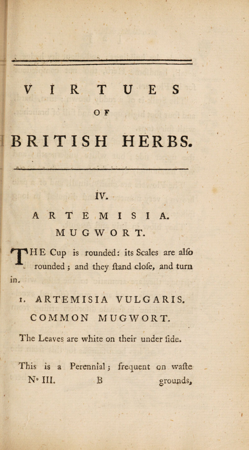 BRITISH # IV. ARTEMISI A. M U G W O R T. / ^TpHE Cup is rounded : its Scales are alfc v rounded ; and they Band clofe* and turn in. i. ARTEMISIA VULGARIS. COMMON MUGWORT. t ♦ I f The Leaves are white on their under fide. This is a Perennial 5 frequent on wafte