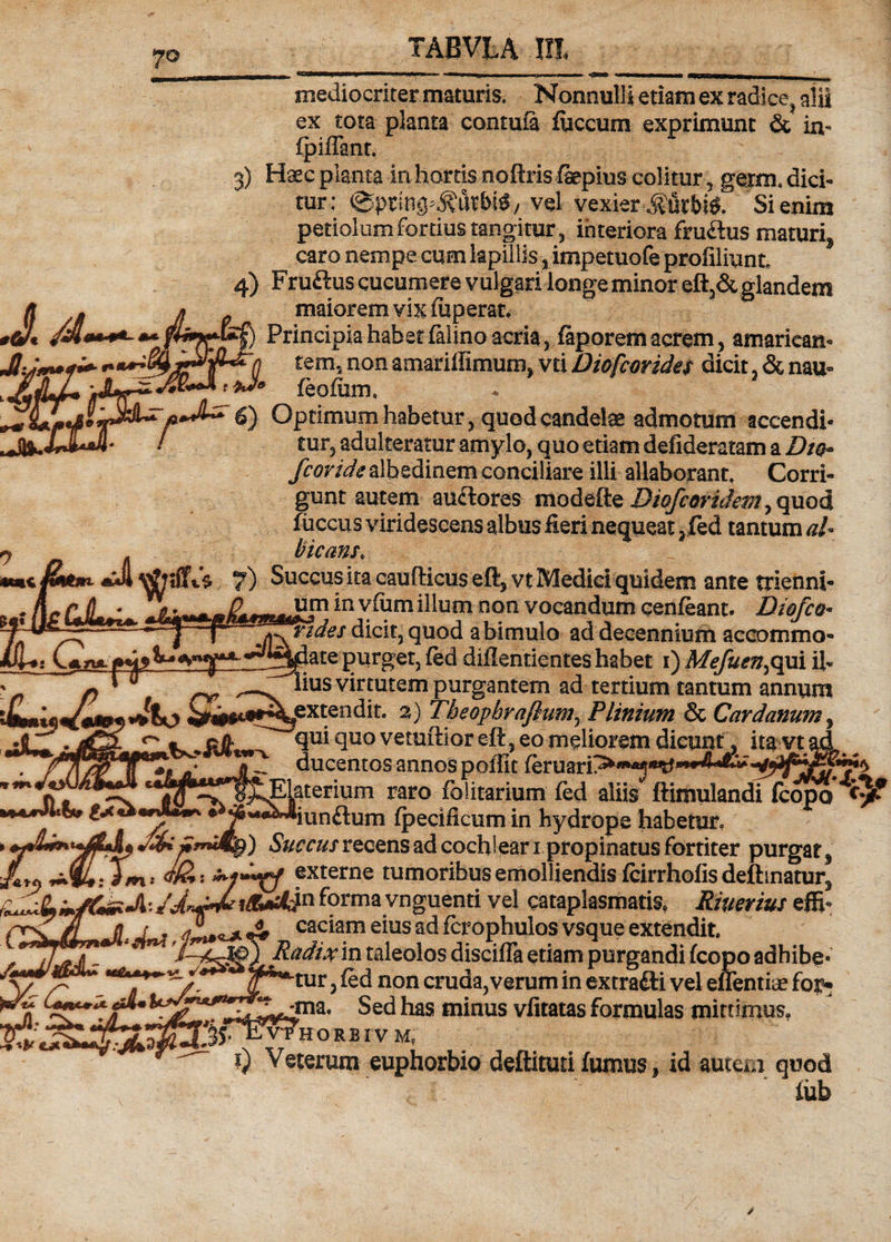 mediocriter maturis. Nonnulli etiam ex radice, alii ex tota planta contufa fiiccum exprimunt &amp; in» IpiiTant, 3) Haec planta in hortis noftris fepius colitur , germ. dici¬ tur; ©pring^titbi^/ vel vexier Si enim petiolum fortius tangitur , interiora fruftus maturij caro nempe cum lapillis, impetuofe profiliunt* 4) Fruftus cucumere vulgari longe minor eft,&amp;glandem maiorem vix (uperat. Principia habet falino acria, faporem acrem, amariean- ** n tem, non amariffimum, vti Diofcorides dicit &amp; nau- **** feofum, * Optimum habetur 5 quodcandelae admotum accendi* ! tur5 adulteratur amylo, quo etiam defideratam a Dio* fcovide albedinem conciliare illi allaborant, Corri¬ gunt autem ausiores modefte Diofcoridem, quod fiiccus viridescens albus fieri nequeat ?fed tantum al¬ bicans, 7) Succus ita caufticus eft, vt Medici quidem ante trienni- r fi * M gjlinil jrjjgr^frr1^11 *n ^um non vocandum qenfeant. Biofc&amp;* -7|T dicit, quod a bimulo ad decennium accommo ate purger, fed diilentientes habet 1) Mefusn^ qui ih ius virtutem purgantem ad tertium tantum annum ^extendit. 2) Theopbrafium, Plinium &amp; Cardanum t t qui quo vetuftior eft, eo meliorem dicunt, itavt ducentos annos poffit ^Elaterium raro folitarium fed aliis ftimulandi (copo ^iunftum fpecificum in hydrope habetur? ****Jitft*r t*x * £ iungium ipceincum m nyarope naDetur? Succus recens ad cochleari propinatus fortiter purgafj <wi externe tumoribus emolliendis (cirrhofis deflinatur^ /jLjdrforma vnguenti vel cataplasmatis» Riuerius effb 7r< fl _fl. j. A caciam eius ad ferophulos vsque extendit. Radix in taleolos discifla etiam purgandi fcopo adhibe- l v ^^tur 3 (ed non cruda, verum in extrafti vel eflentiae for- . _ 1 1__ „ * r 1 . ' J V4 __ C*•*+*{/:jf* |f * P -w  w - -nia. Sed has minus vlltatas formulas mittimus, i vTHORBIV M, t) Veterum euphorbio defltituti fumus, id autem quod liib