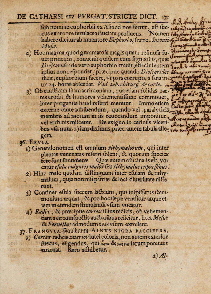 l «MWC fubnomine euphorbii ex Afia ad nos fertur, eft (iic- cus ex arbore ferulacea fauciata profluens. Nomen habere dicitur ab inuentore Euphorbo, fratre AntoniiJuA&amp;tACJZ Mufa» 2) Hoc magma,quod gummatoft magis quam refinofa fo« j*** uet principia, conuenitquidem cum fignisillis,quae Dtofcorides de vero euphorbio tradit5effe&amp;iiiautem^Ji.v ipfius non refpondet,'praecipue quando Diofcovides JIL^****?*^ dicit , euphorbiam facere, vt pars corrupta a fana tra 24. horas ab (cedat. id. //?£. cbirurg. de carie. ^ 3) Ob caufticam (uamacrimoniam, quaedam (olidas par¬ tes erodit &amp; humores vehementiffime commouet? ^!dT inter purgantia haud referri meretur. Immo etiam externe caute adhibendum, quando vel paralyticis^-^^i.’ membris ad motum in iis reuocandum imponitur,^ ^ vel errhinis mifcetur. De exiguo in cariofls vicerif^^T^T,- ^ _ bus vfii num. 2) iam diximus,praec autem tabula alie- gata. . f EsVLA. 1) Generale nomen eft omnium tithymalorum, qui inter plantas venenatas referri (olent, 8c quorum (pecies fere funt innumerae. Quae autem offieinalis eft, vo¬ catur efula vulgaris maior (eu tithymalus cuprejfinusl 2) Hinc male quidam diftinguunt inter e(ulam &amp; tithy- . malum, quia non nifi patriae &amp; loci diuerfitate diffe¬ runt. * 3) Continet efula (uccum lafleum, qui infpiffams (cam- monium aequat, &amp; pro hoc faepe venditur atque et¬ iam in eumdem ftimulandi vfum vocatur. 4} Radix, &amp; praecipue cortex illius radicis, ob vehemen¬ tiam acircumfpe&amp;is au£loribus reiicitur, licet Mefui &amp; Fernelius admodum eius v(iim extollant. 37-F rangvla. $<usltxuim. Alnvs nigra baccifera. t) Cortex radicis interior lutei coloris, non autem exterior fuscus, eligendus, qui «v<« ferum potentes «uacuat. Raro adhibetur. a)
